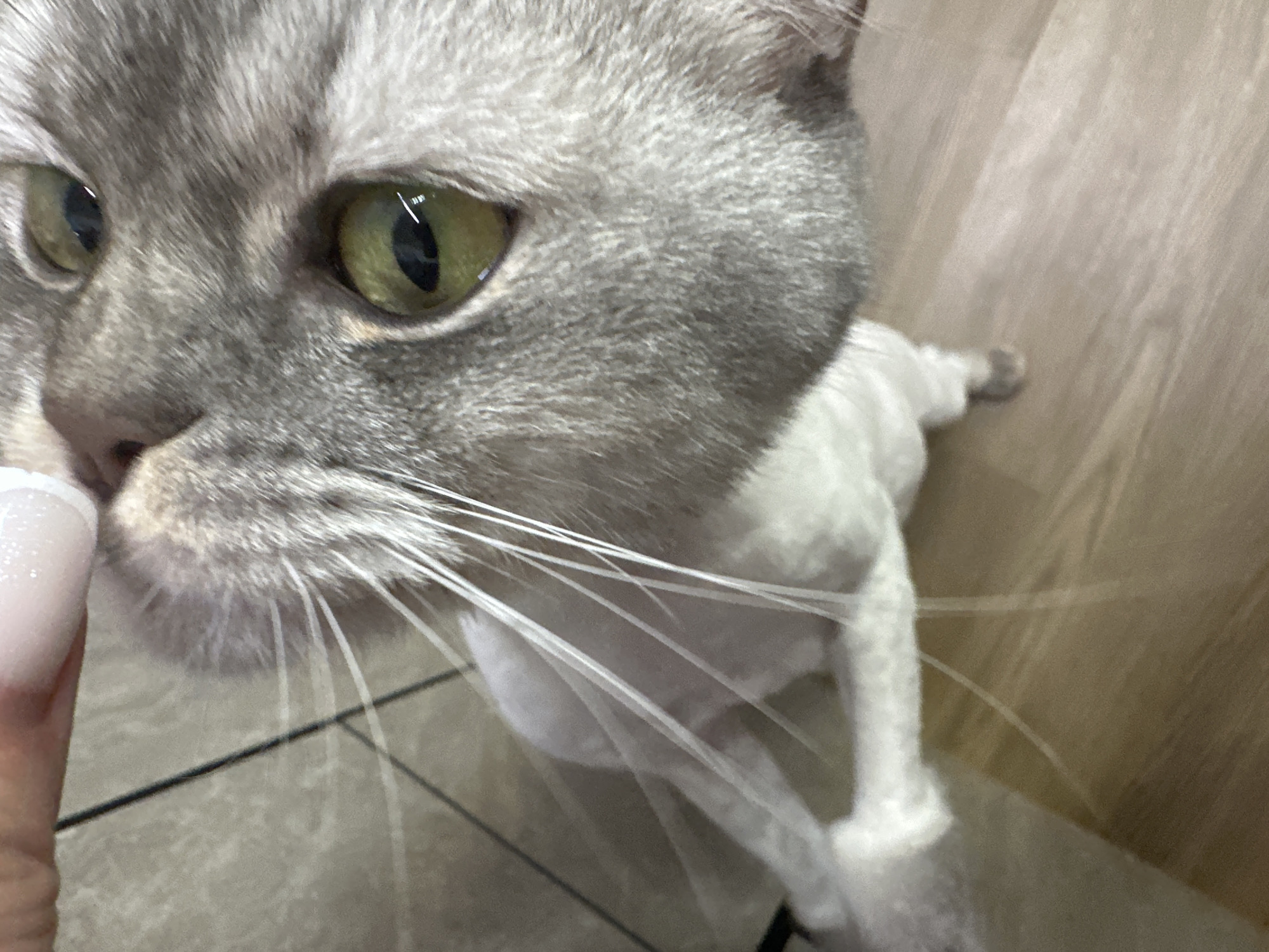 Jumping, flipping, and cat moments from a home in Abakan