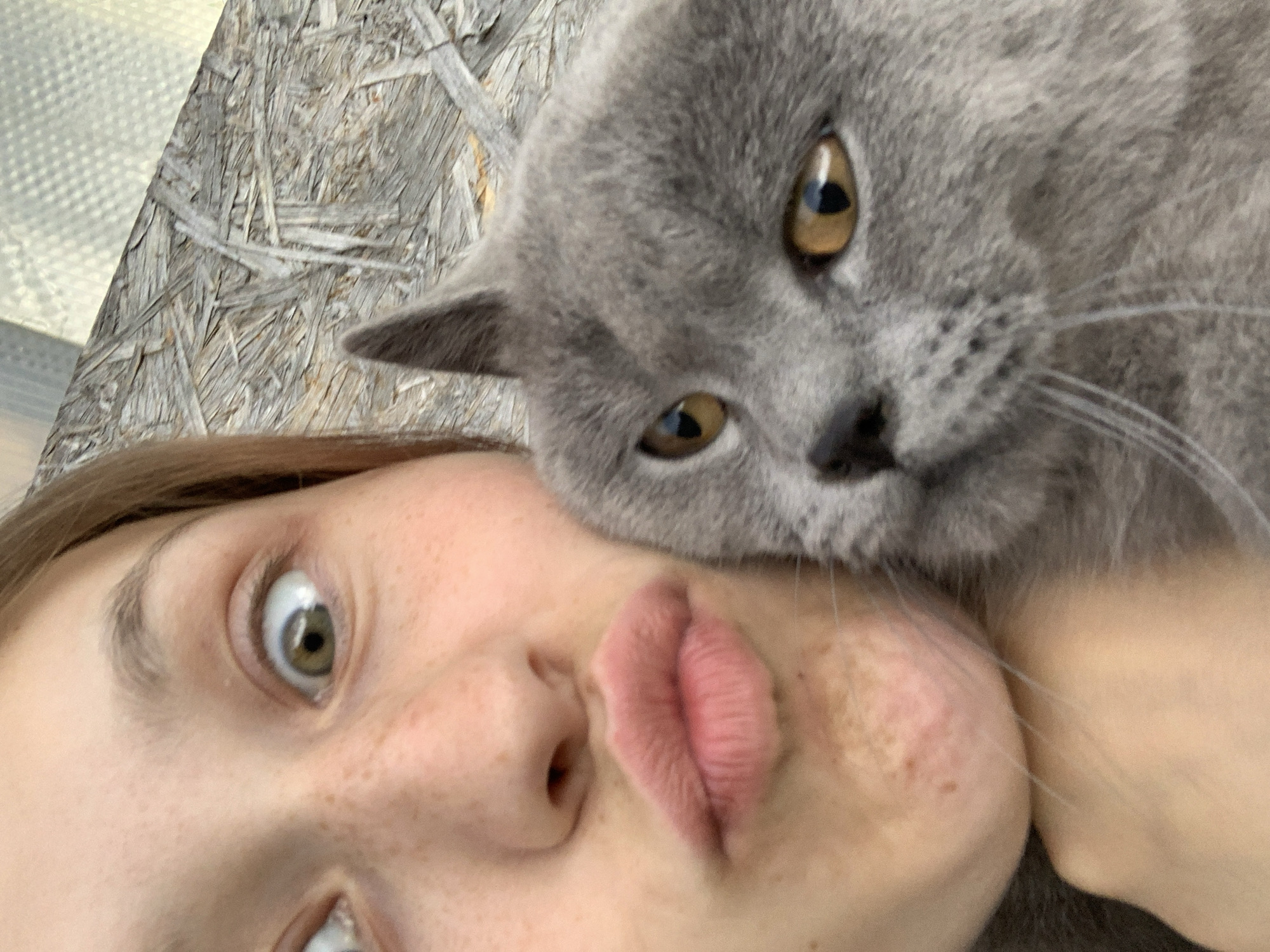 Person plays with gray cat in Russian village yard