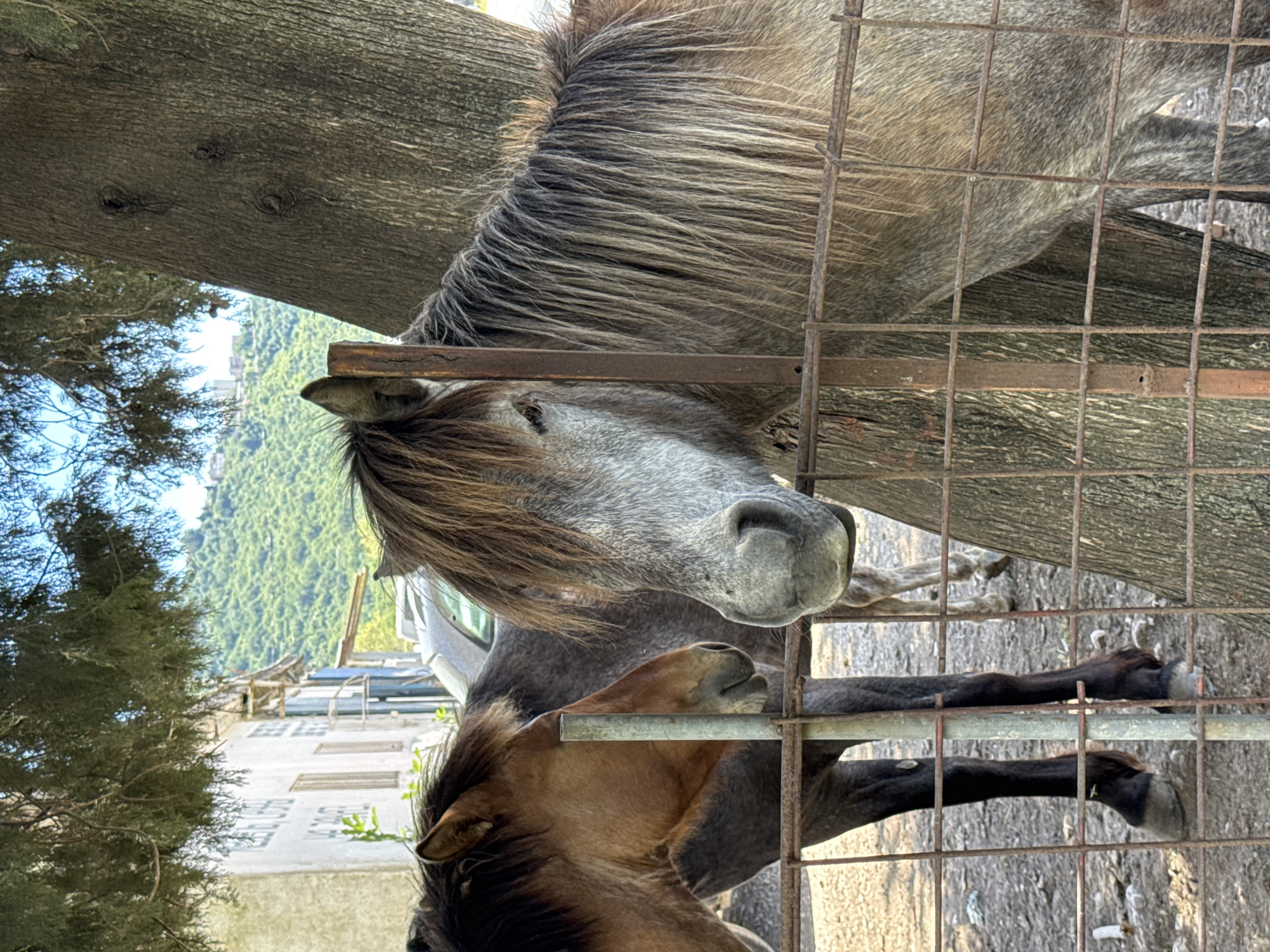 Horses and donkey gathered in rural Montenegro enclosure
