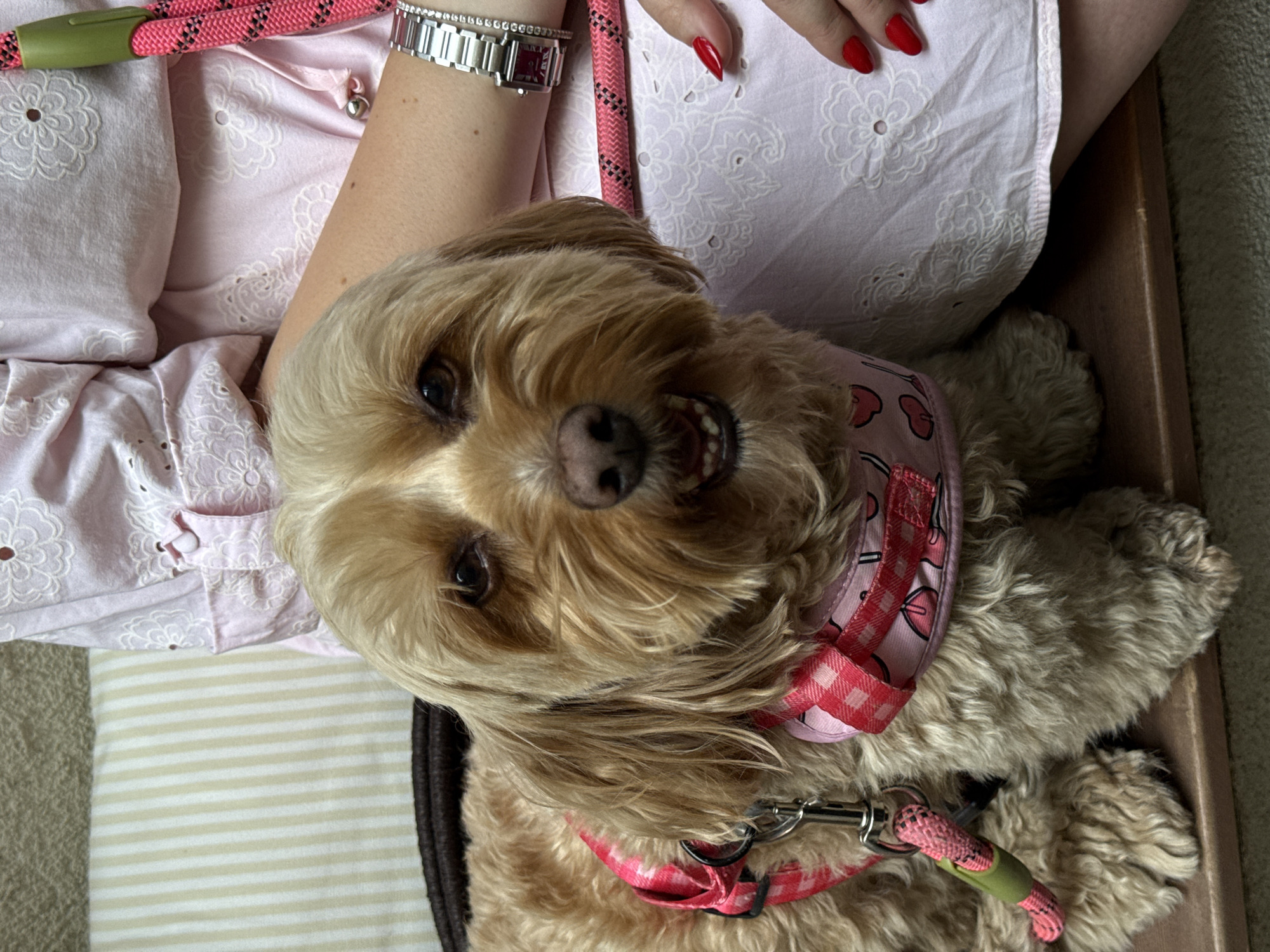 Dog accompanies owner to Belgrade restaurant during lunch