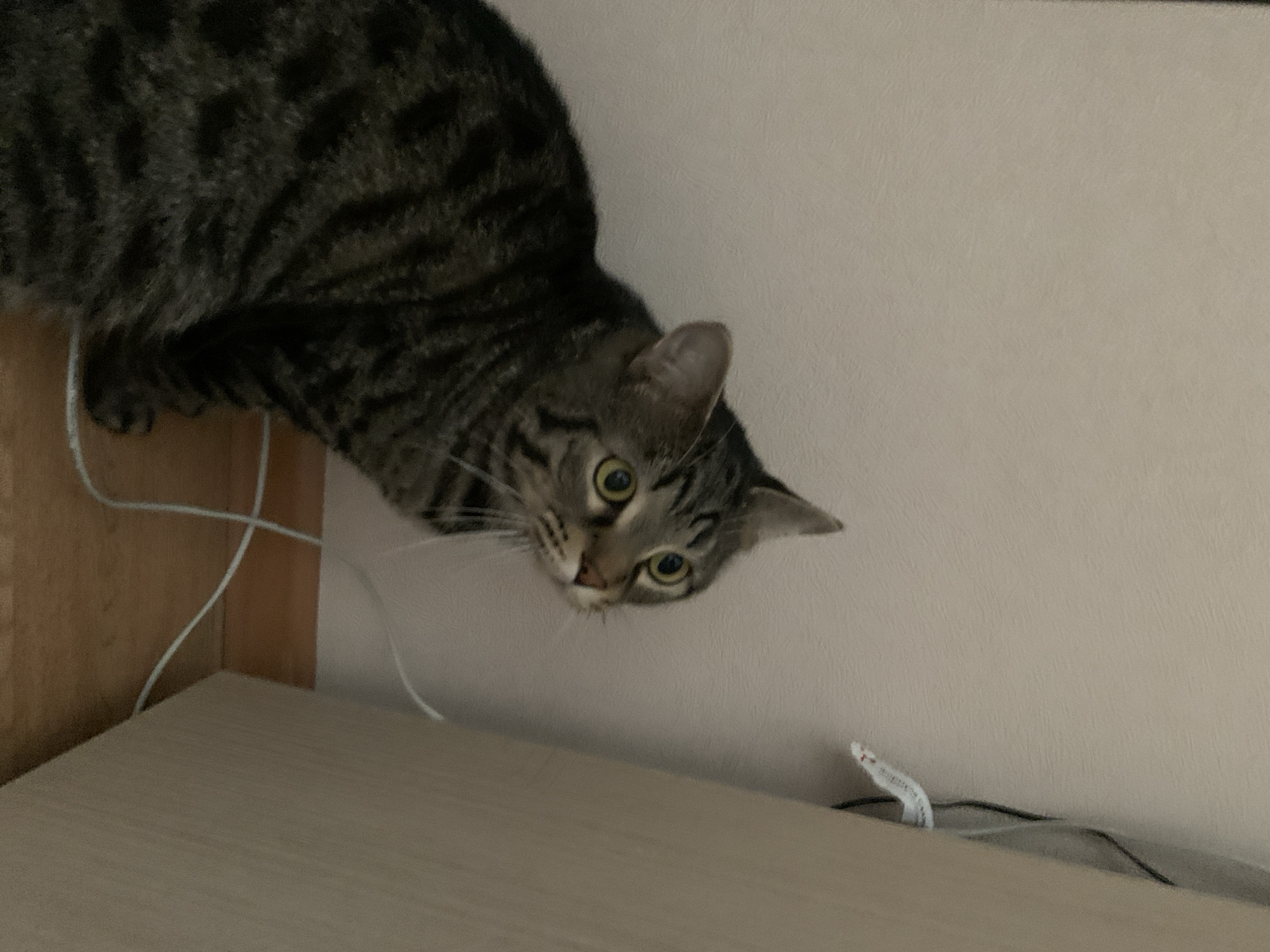 Tabby cat documented in domestic setting, Stavropol Russia