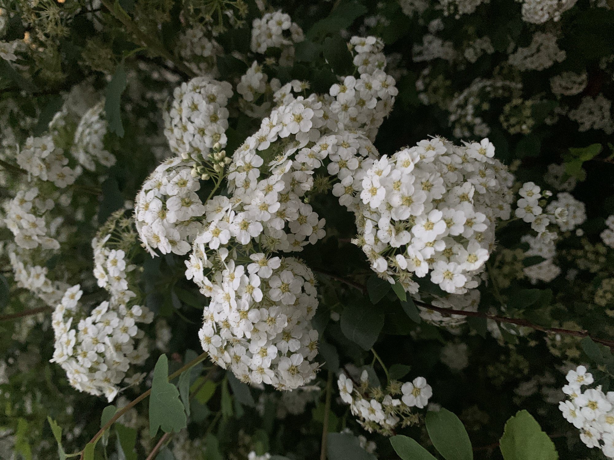 Witness documents ordinary spring afternoon scenes in Stavropol