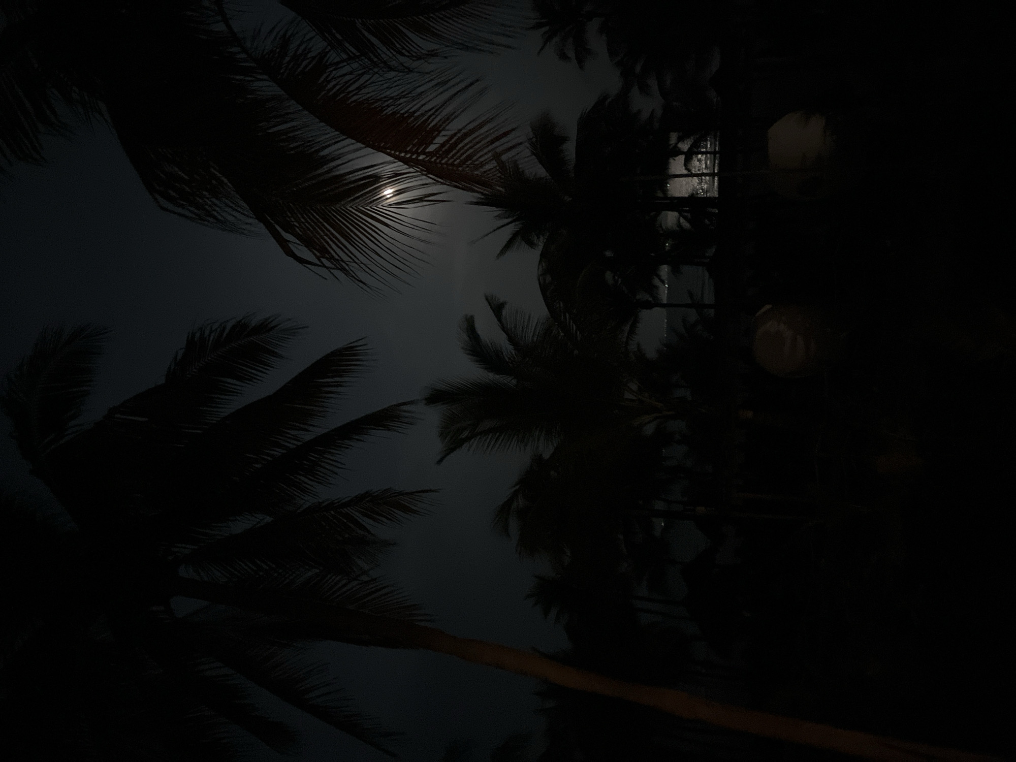 Moonlit palm trees captured in predawn Playa del Carmen