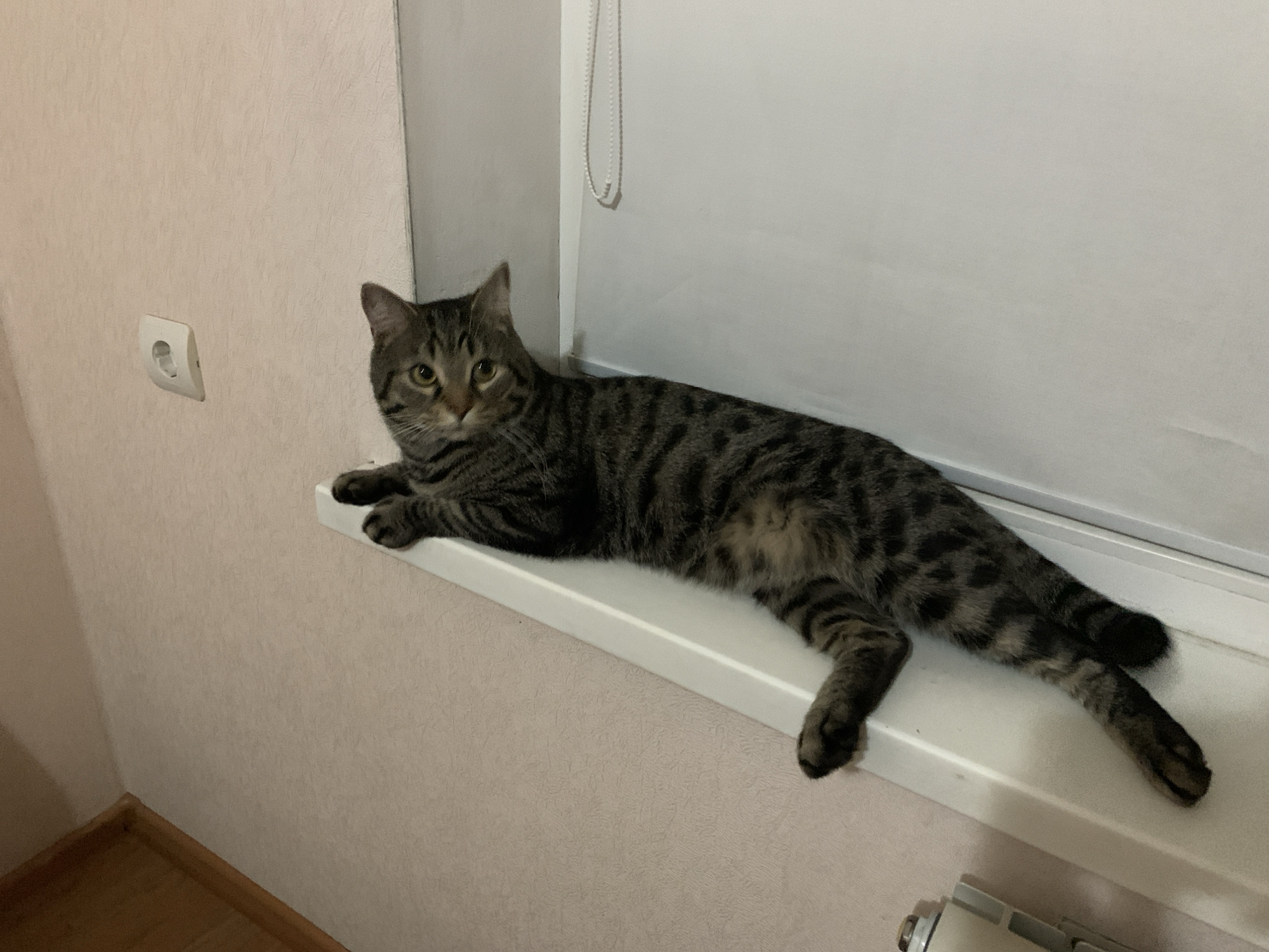 Tabby cat photographed on windowsill in Stavropol