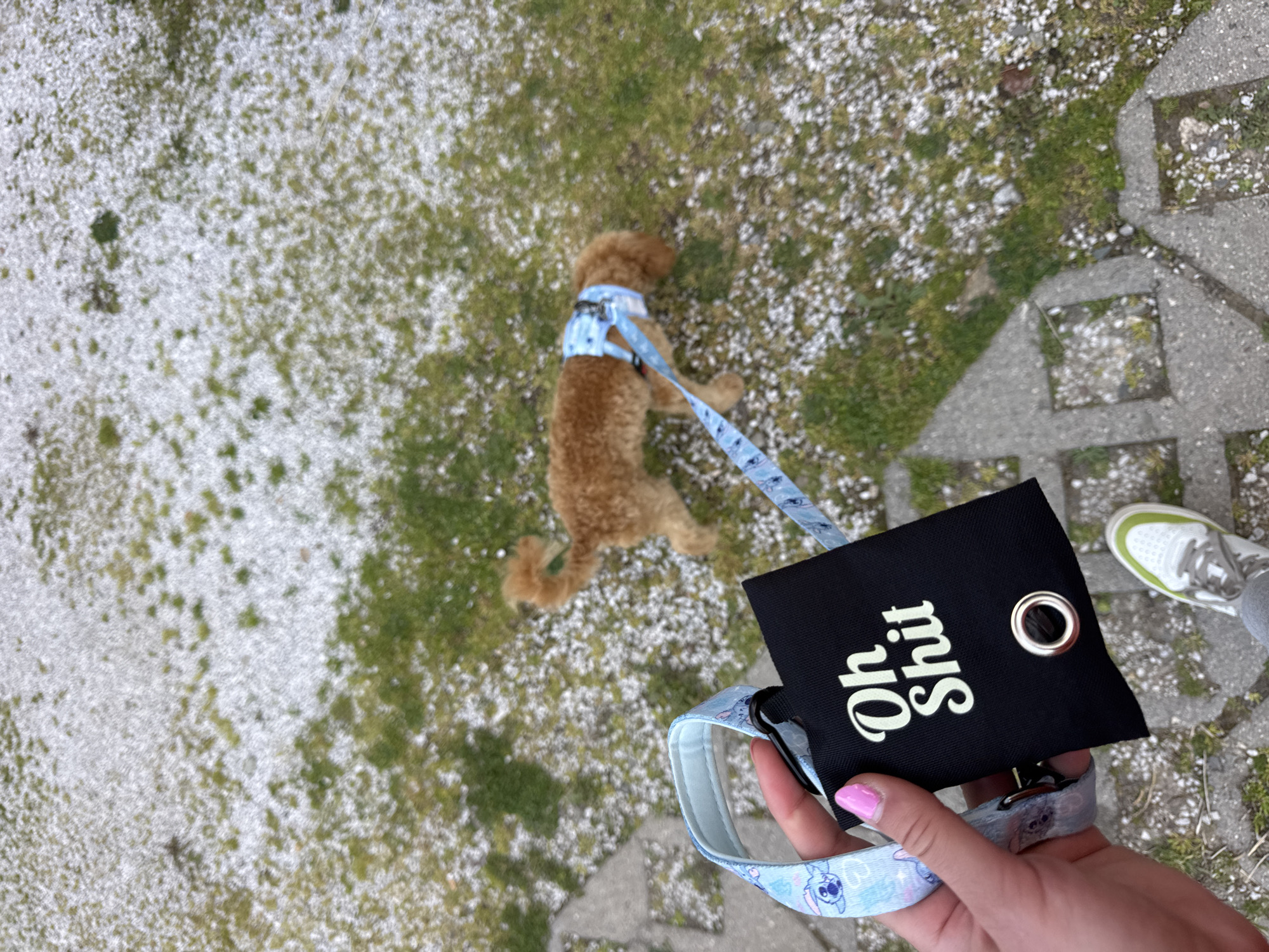 Everyday moments with dogs and gardens captured in Blagoevgrad