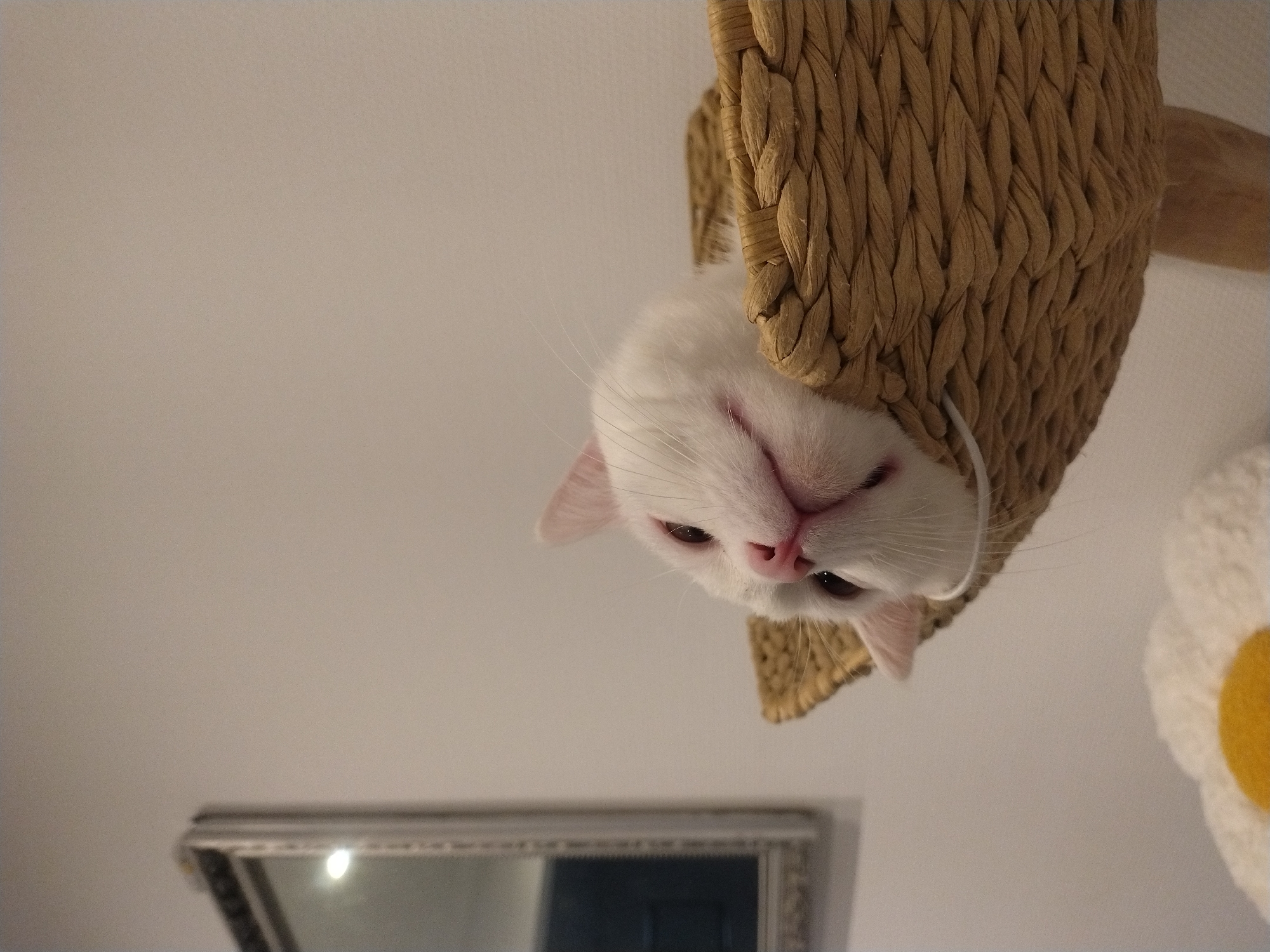 White cat photographed lounging in woven bed in Luxembourg