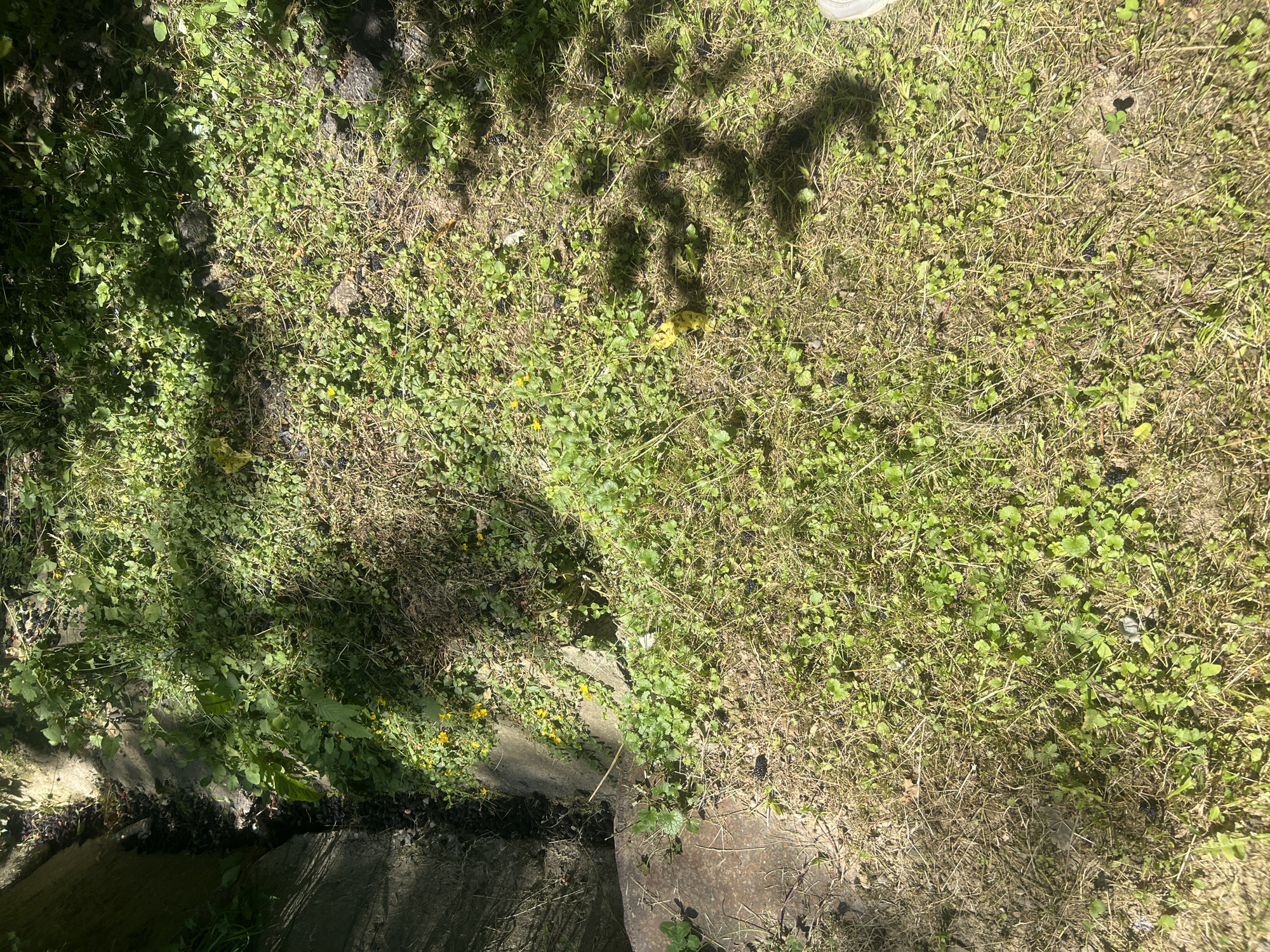 Rural Bârnova: old well, wildflowers, and tree canopies on a summer morning