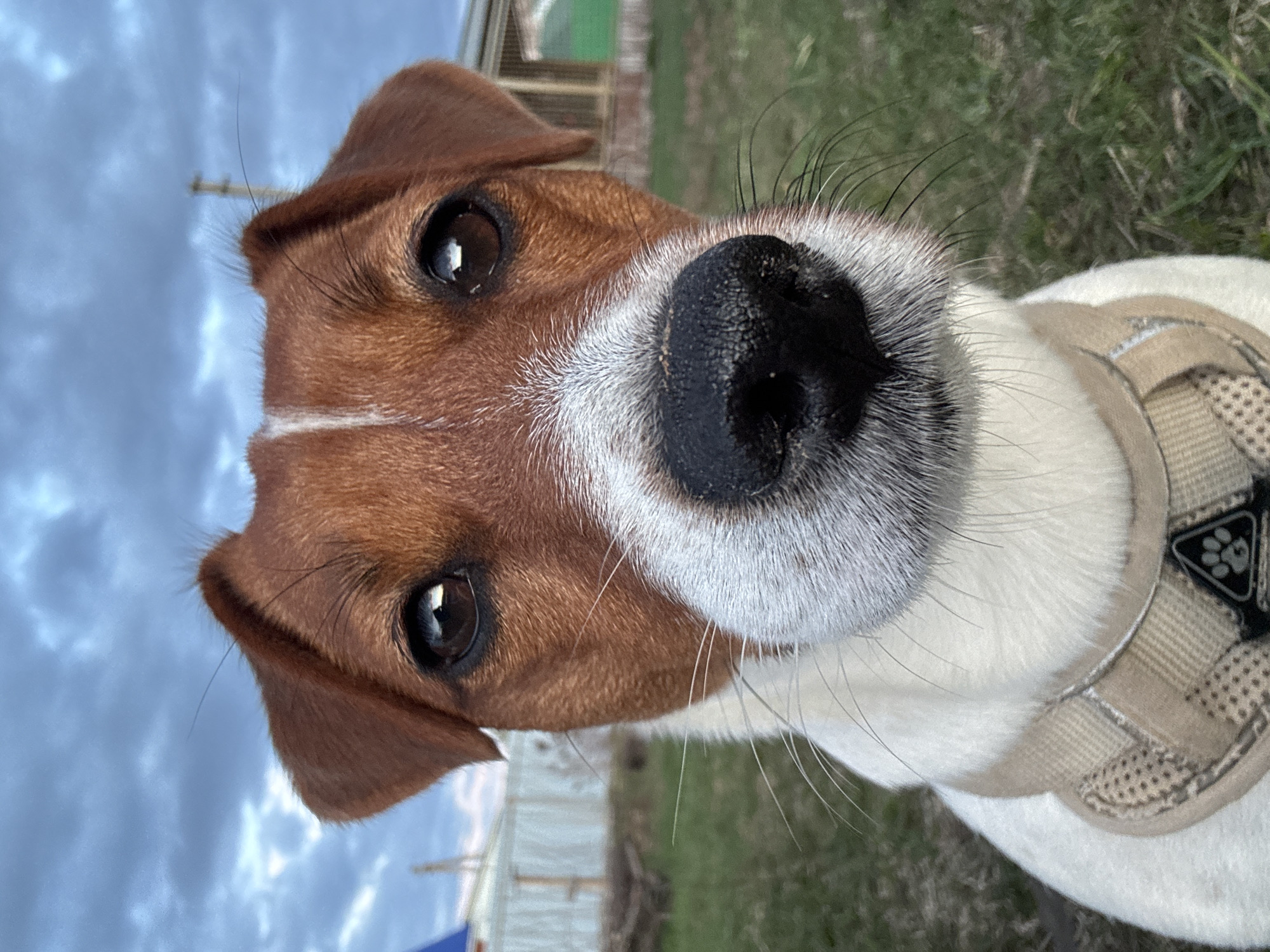 Jack Russell Terrier photographed during car journey in Russia