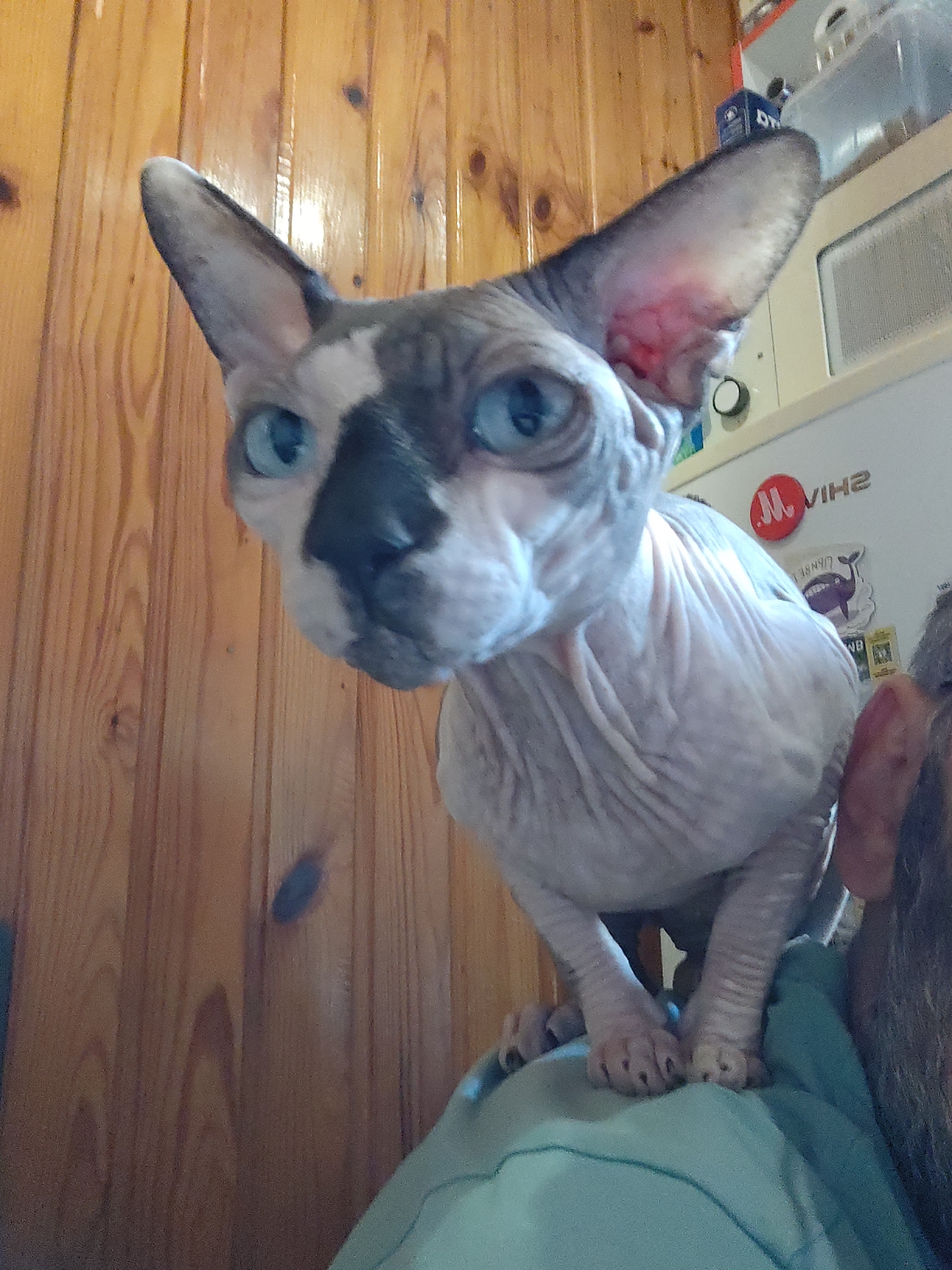 Pyatigorsk resident shares quiet afternoon with Sphynx cat, cooking