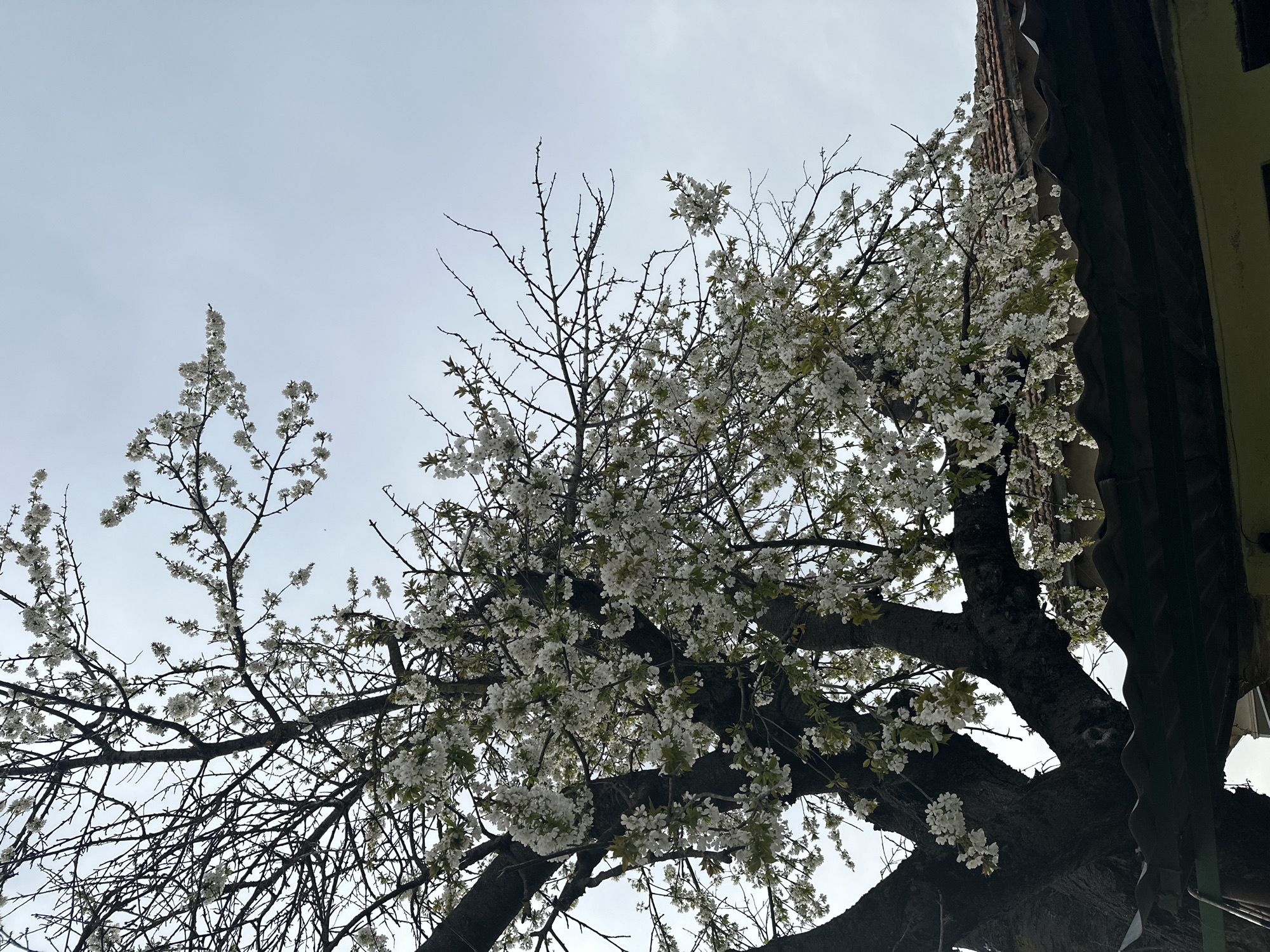 Spring afternoon moments captured in rural Bulgarian village