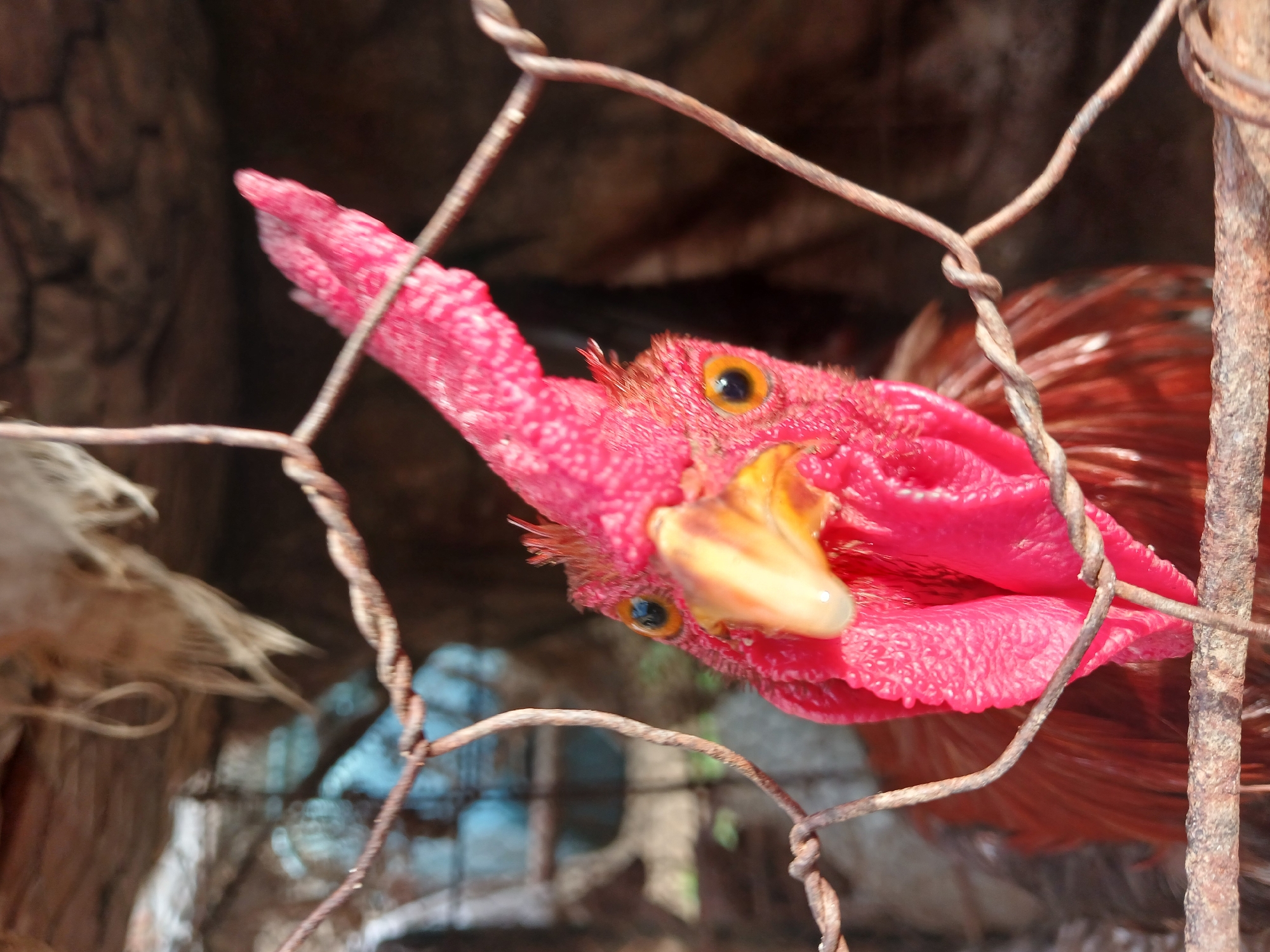 Backyard poultry, plants, and everyday objects in Altagracia