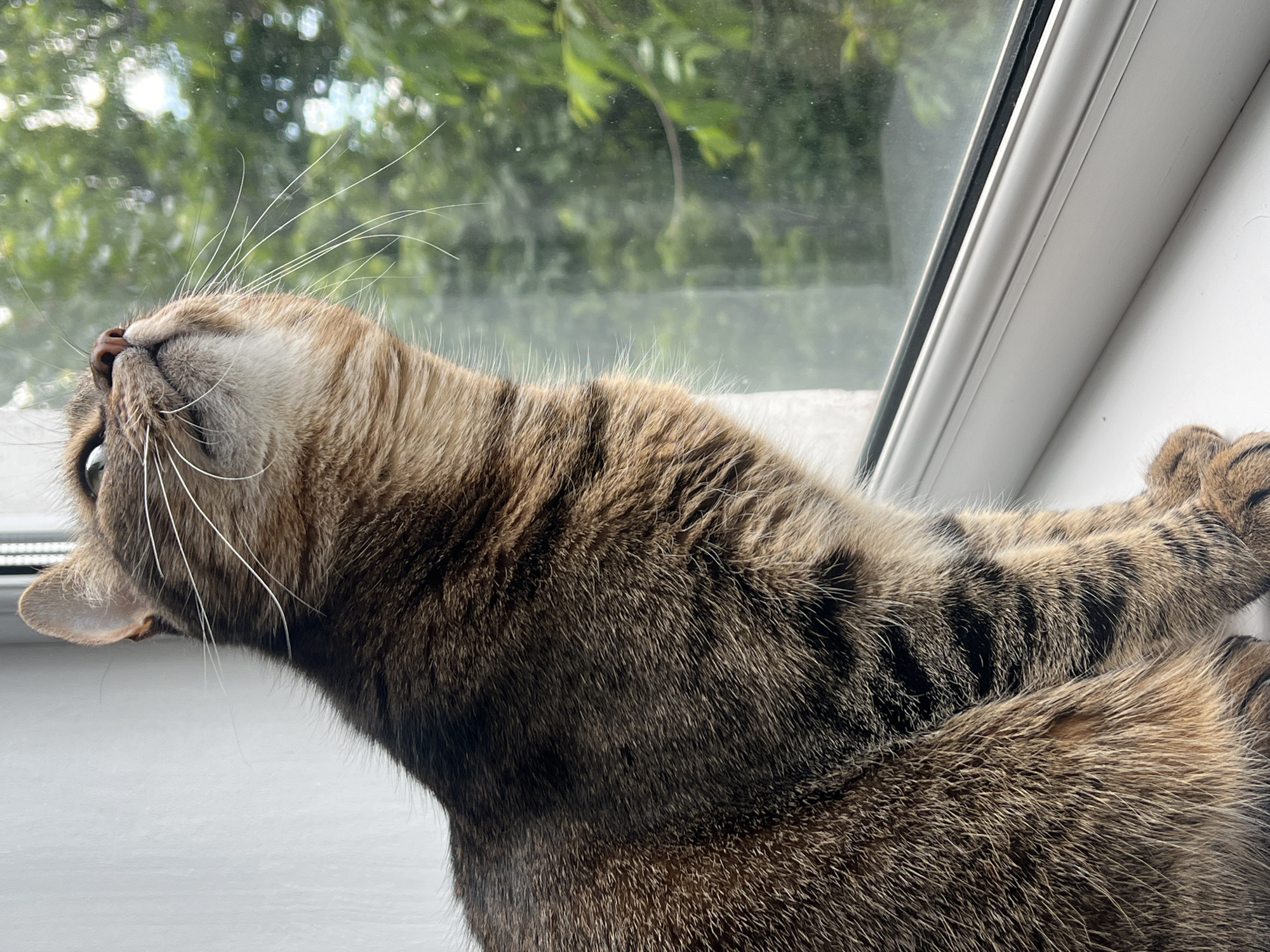 Tabby cat by the window, baby on the rug