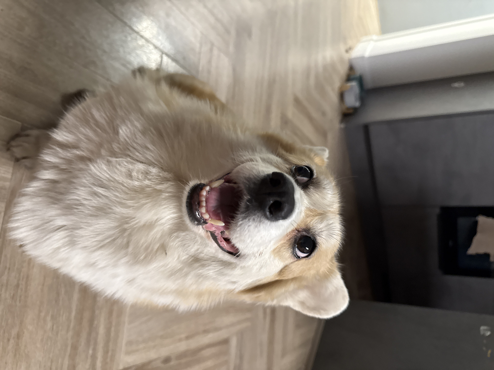 Corgi dog captured in everyday moments across Krasnoyarsk home