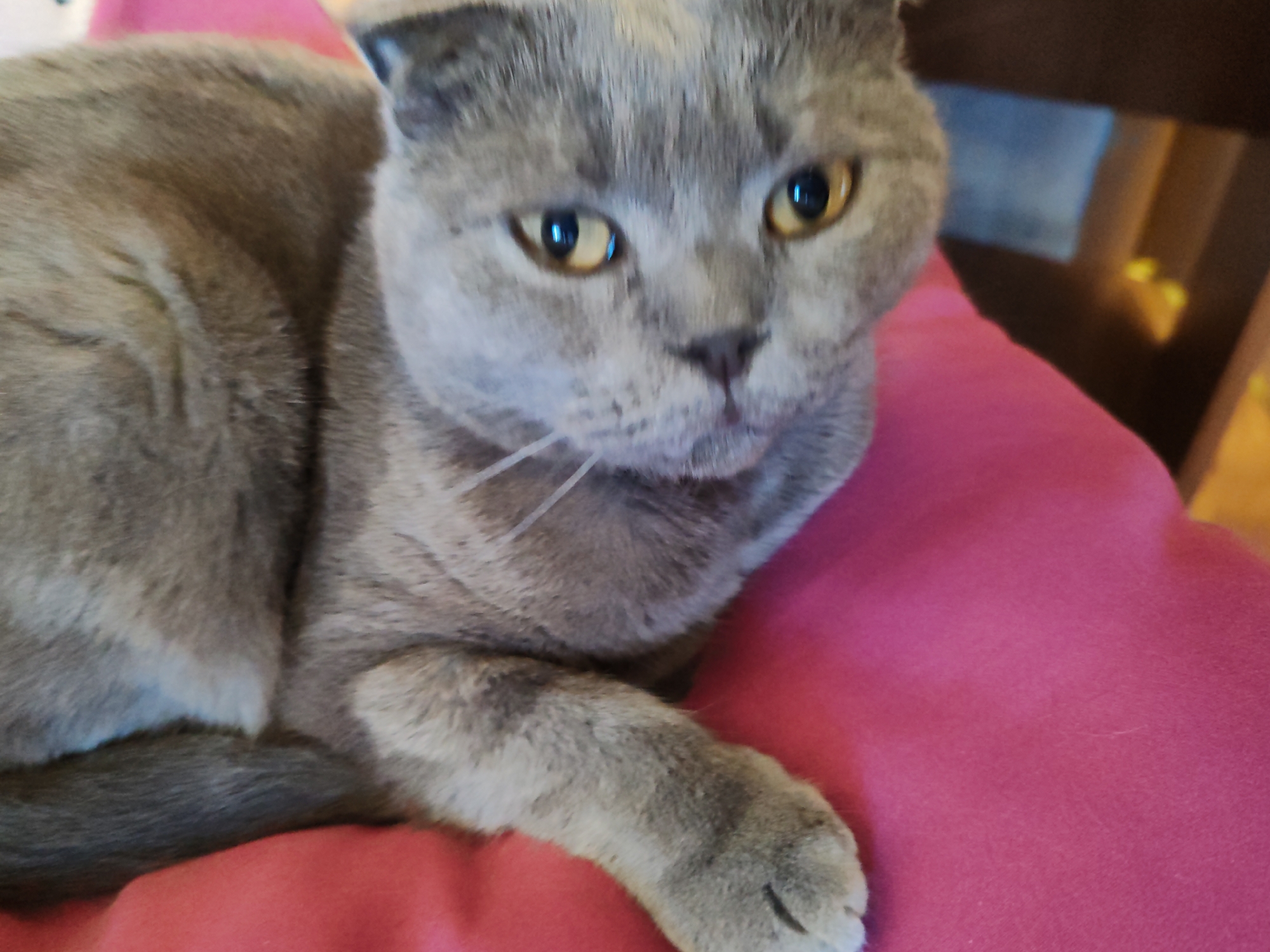 Scottish Fold cat at rest in a Poltava home