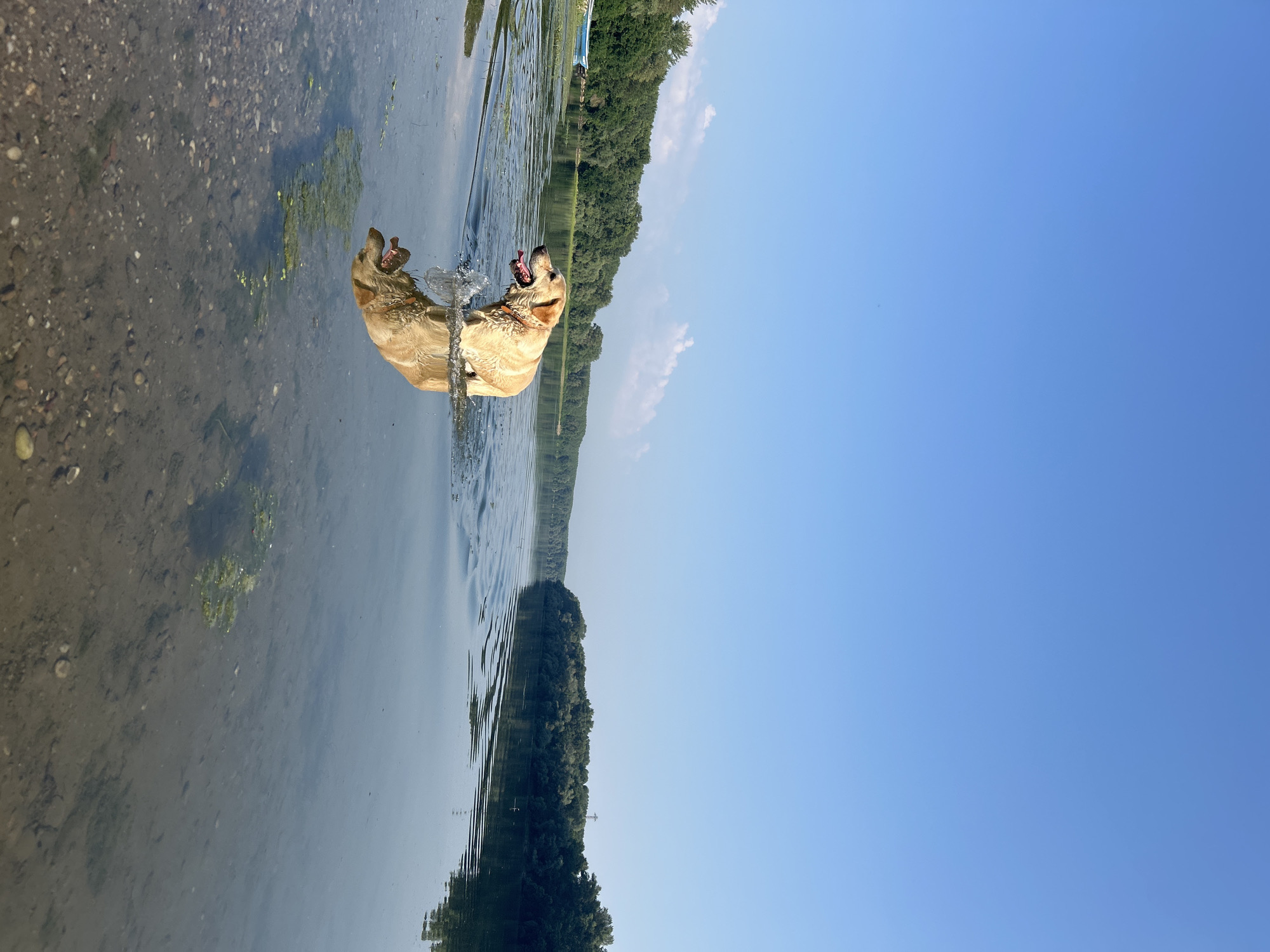 Retriever swimming in a Bulgarian river on a summer morning