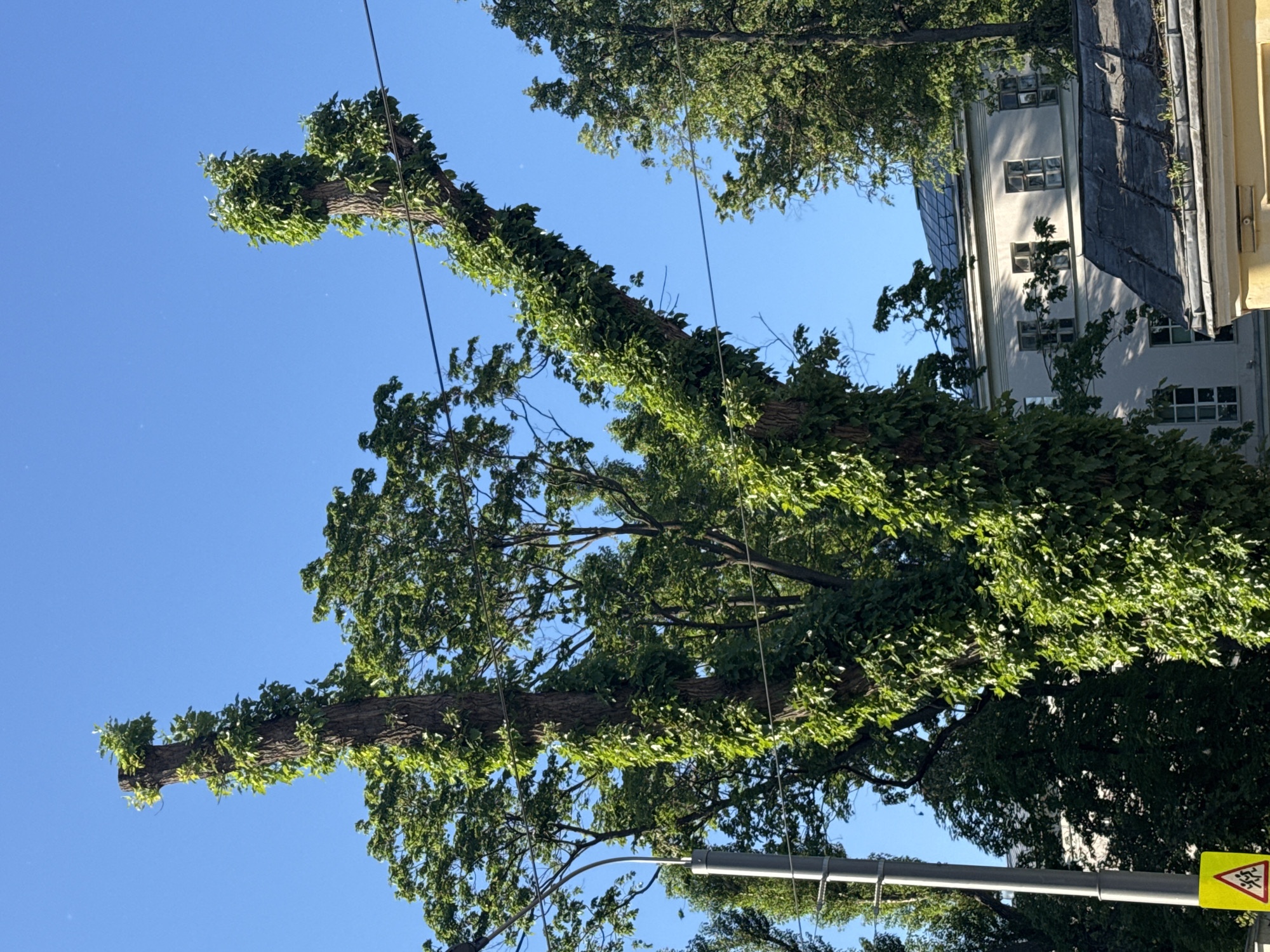 Pollarded tree and neoclassical building documented in urban setting