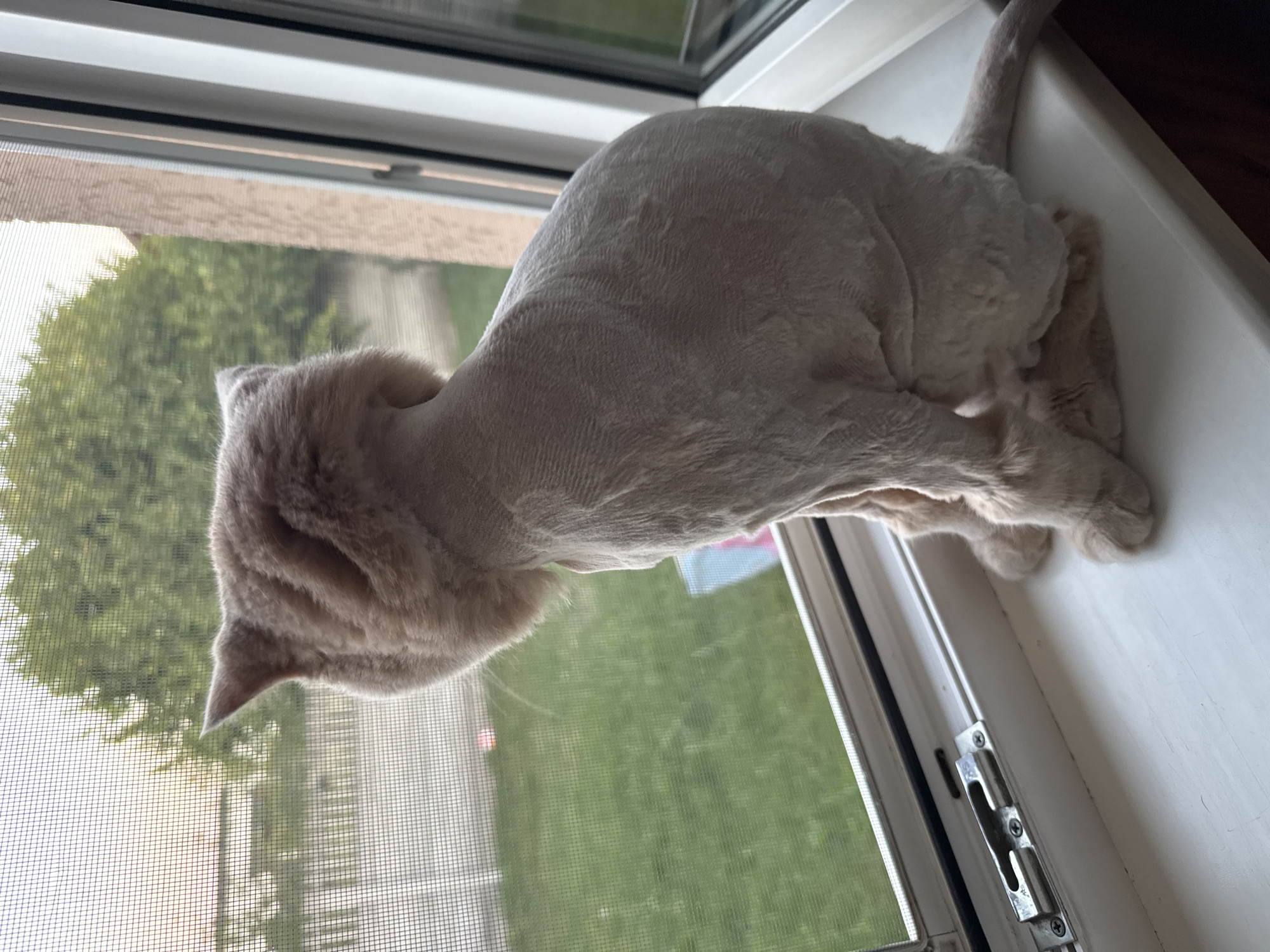Shaved cat lounges and grooms on a sunny windowsill