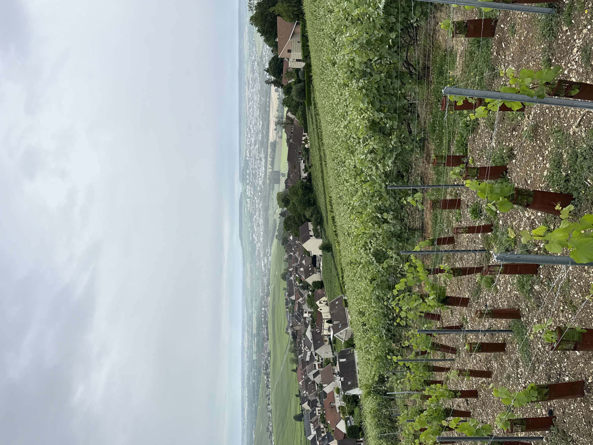 Vineyard vistas documented in Hautvillers champagne region France
