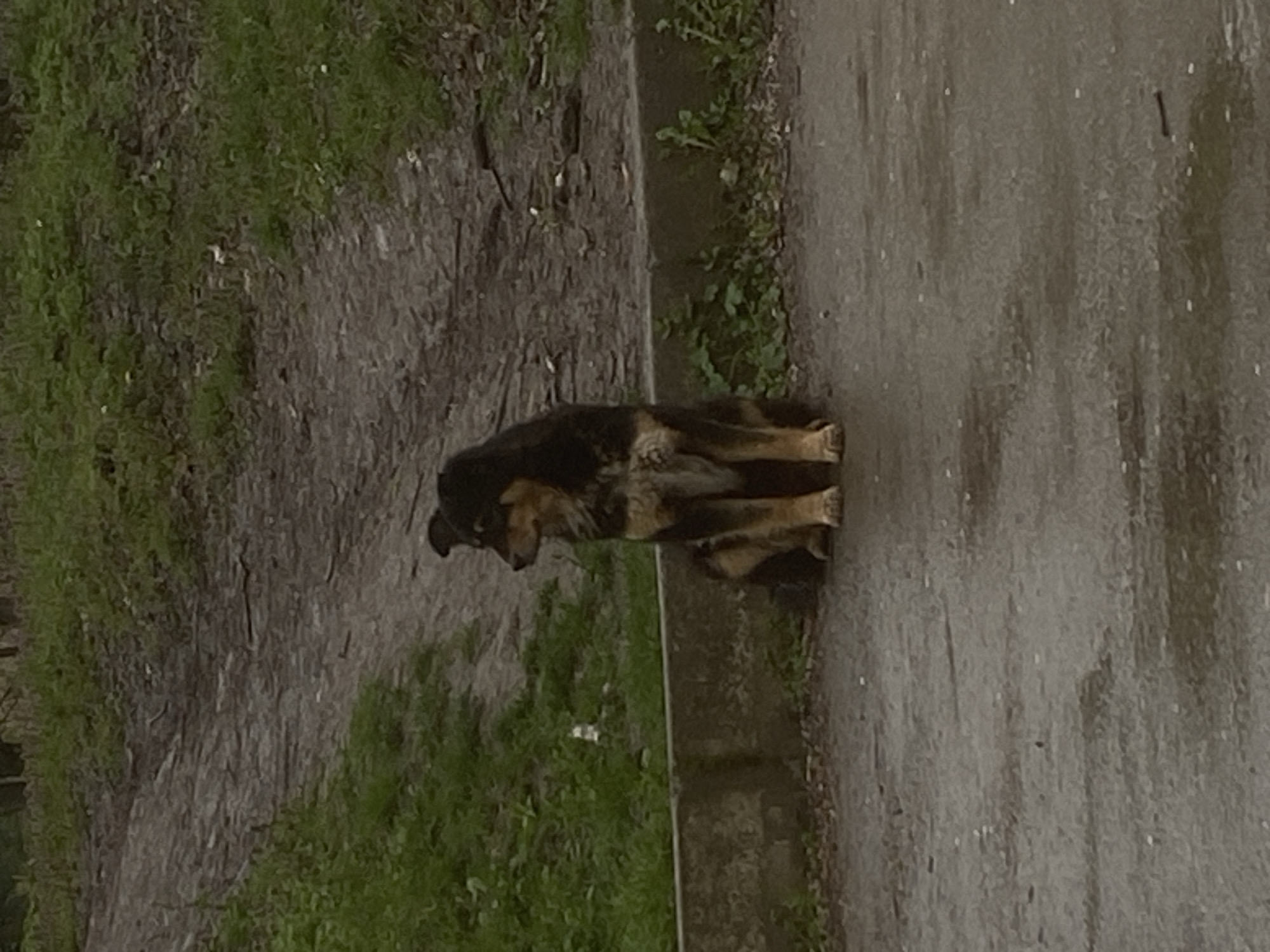 Dog spotted on Targovishte streets, sitting and sniffing pavement