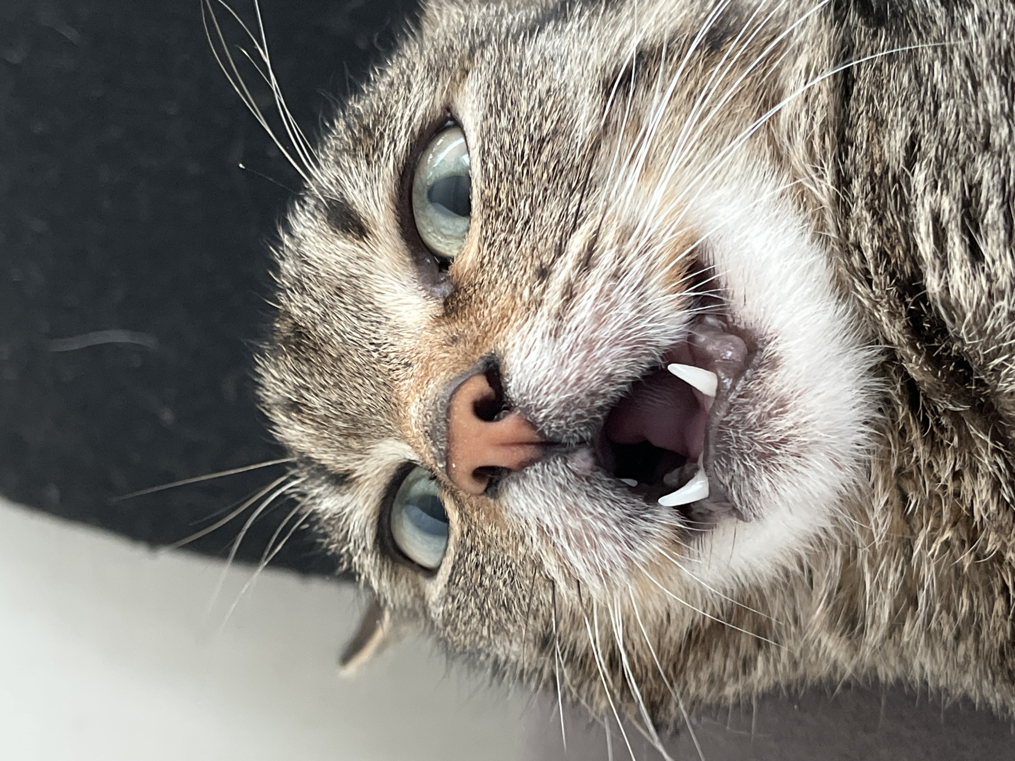 Tabby cat photographed in playful domestic moments in Pavlovka