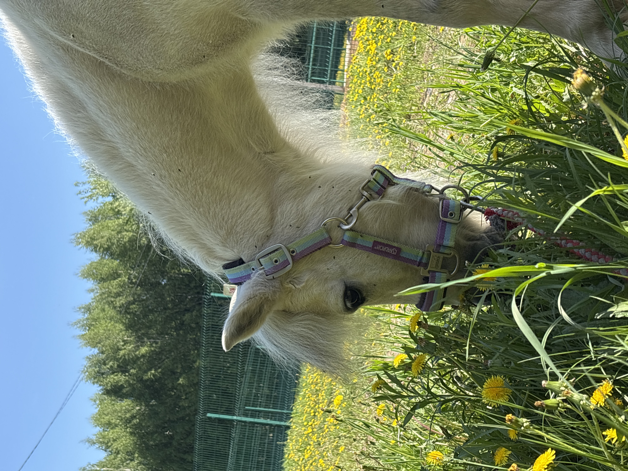 Horses graze as woman takes selfies in Russian meadow