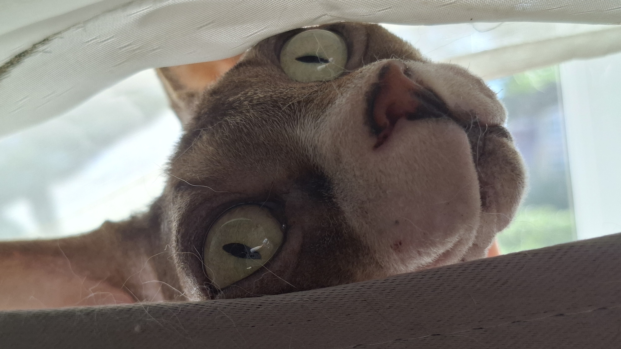 Sphynx cat in a striped robe peers through curtains on a windowsill