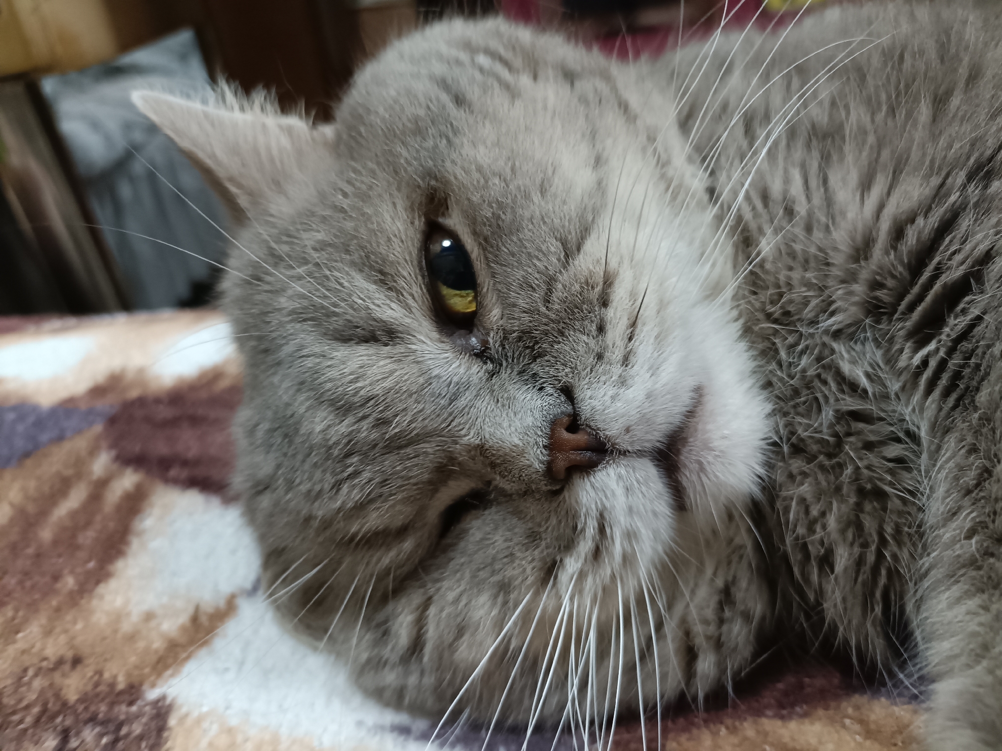 Gray cat does absolutely nothing, perfectly, in Bataysk