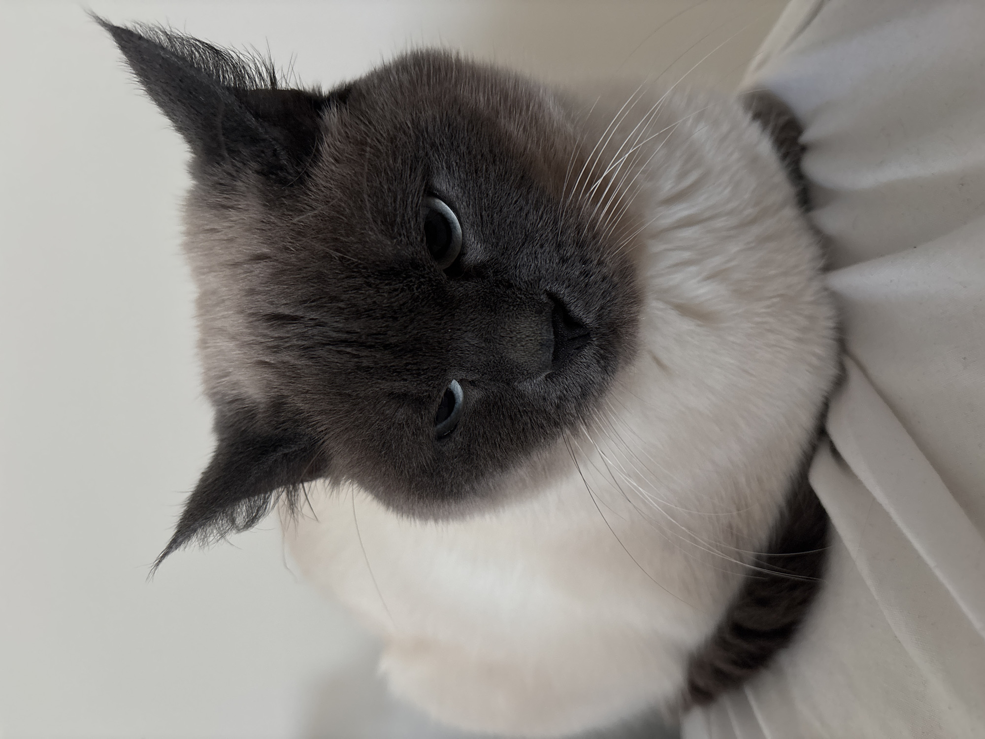 Siamese cat spotted in Antwerp showing breed characteristics