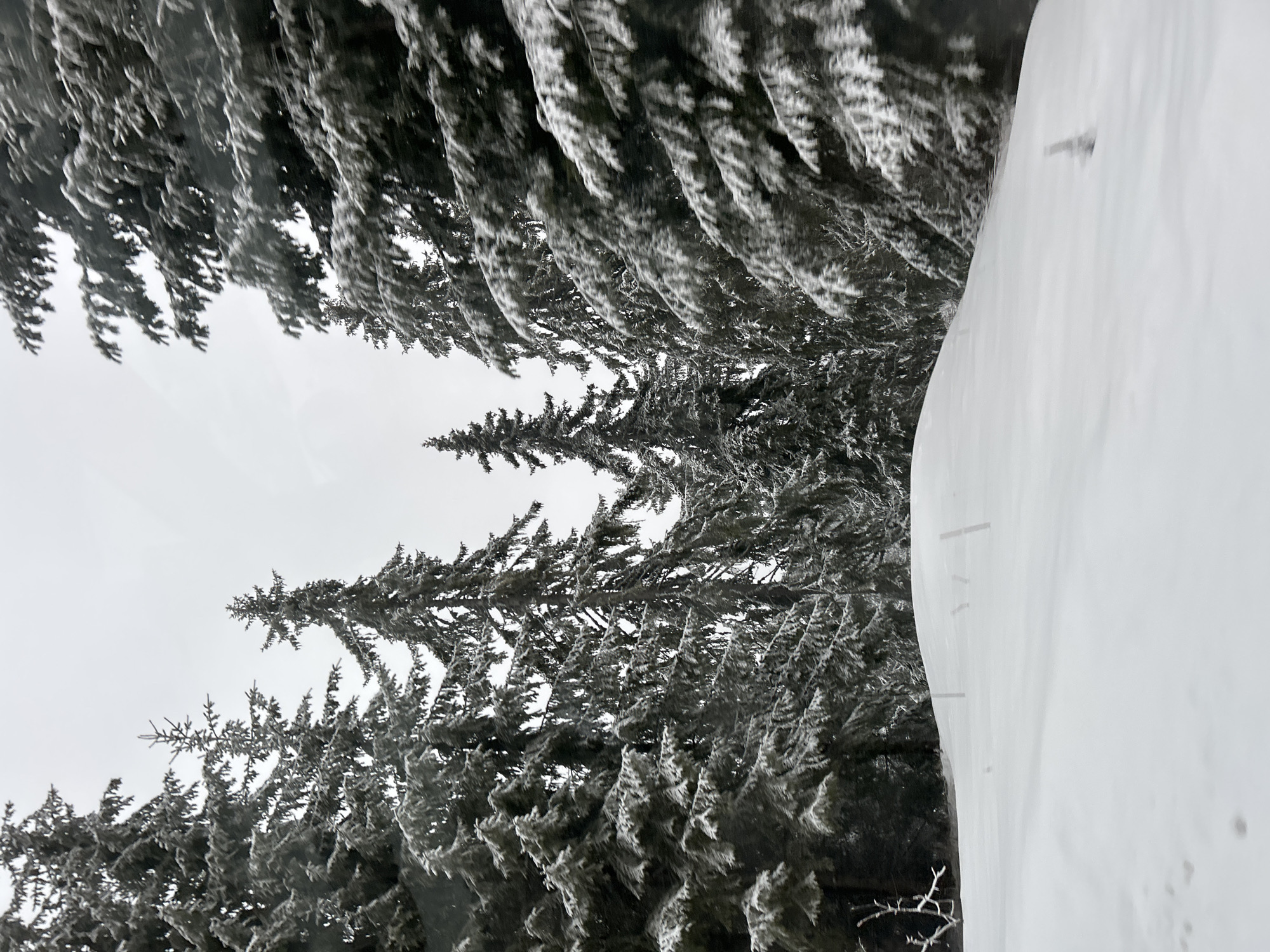 Spring snowfall blankets Smolyan forests in Bulgaria
