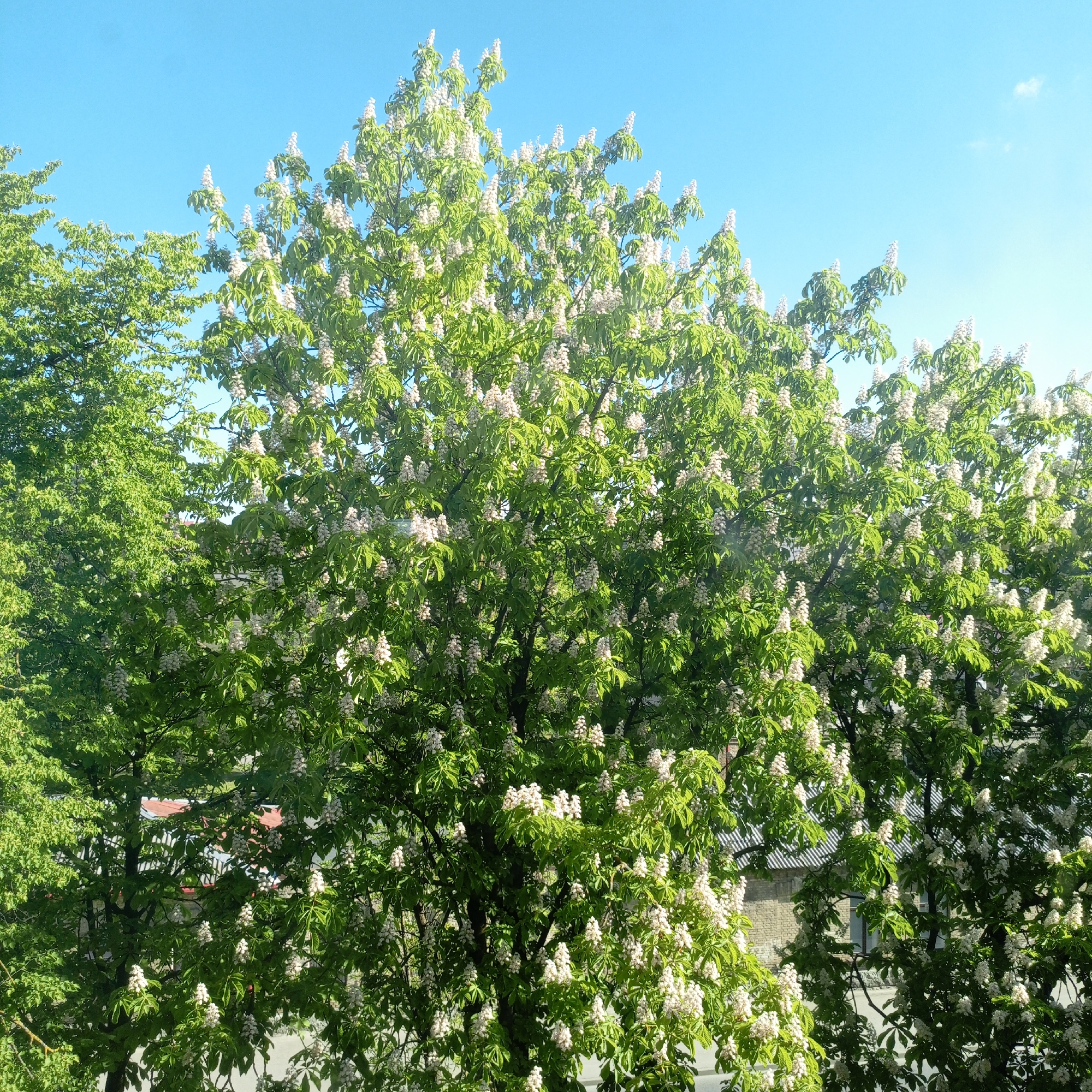 Horse chestnut trees bloom in urban area