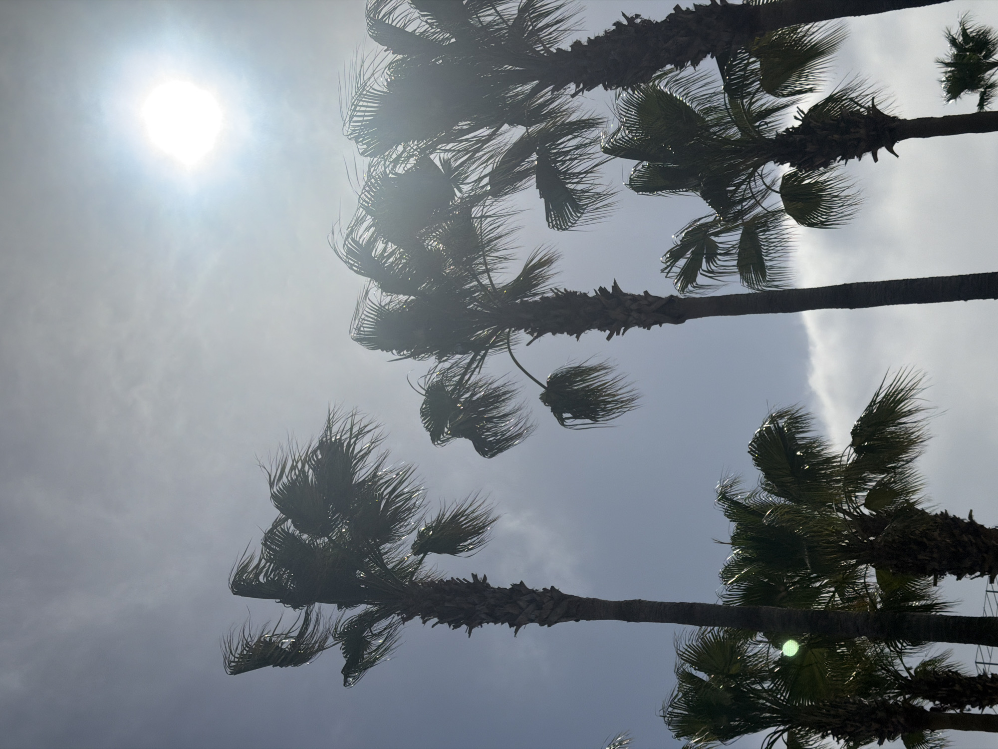 Palm trees photographed against bright hazy sky in Serik