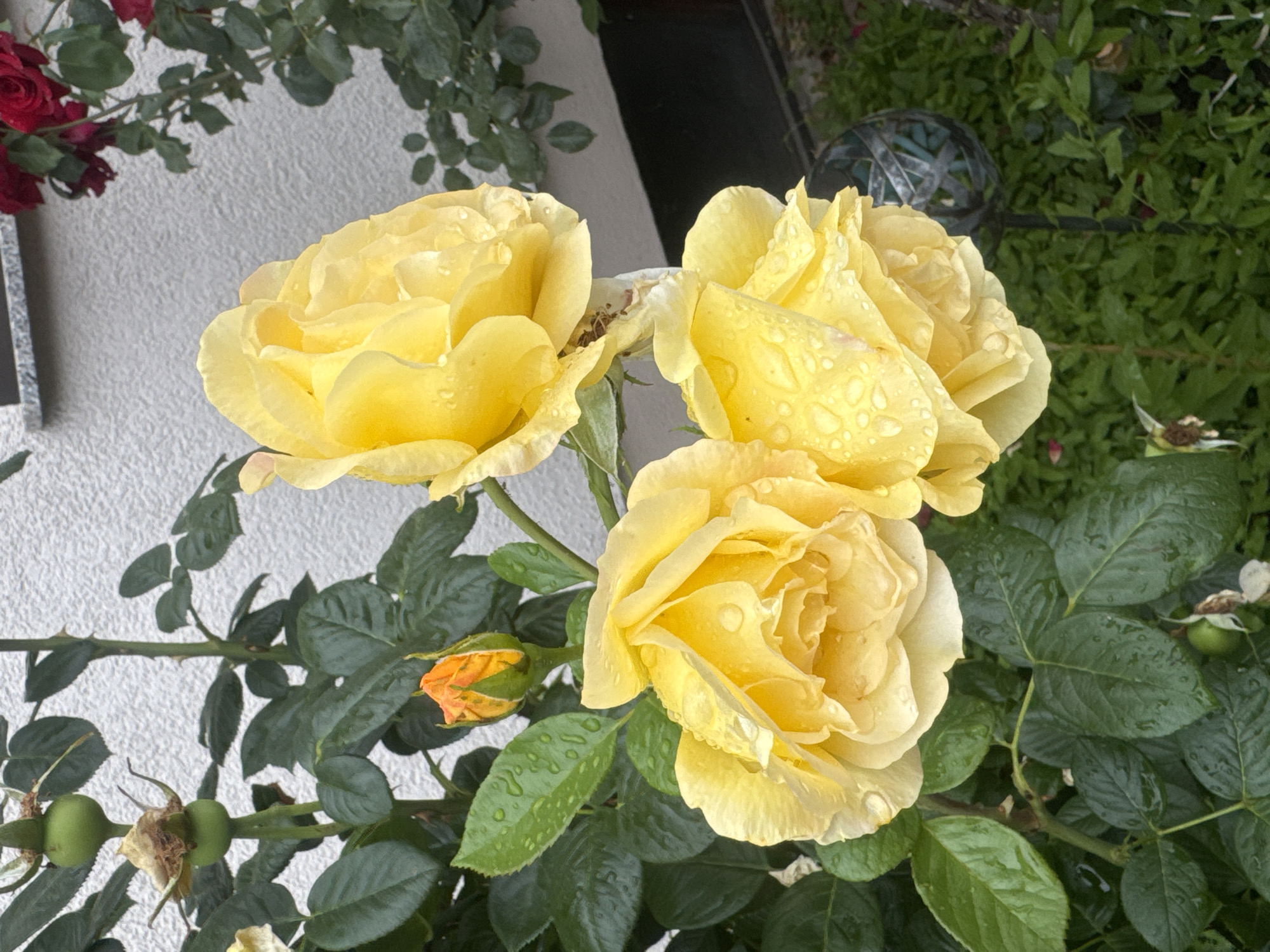 Rainy morning documented through roses, schoolchild, overcast skies in Sachsenheim