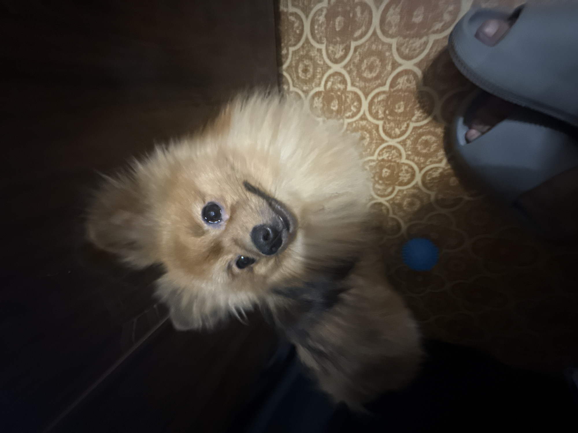 Pomeranian and its owner chilling at home in Khimki