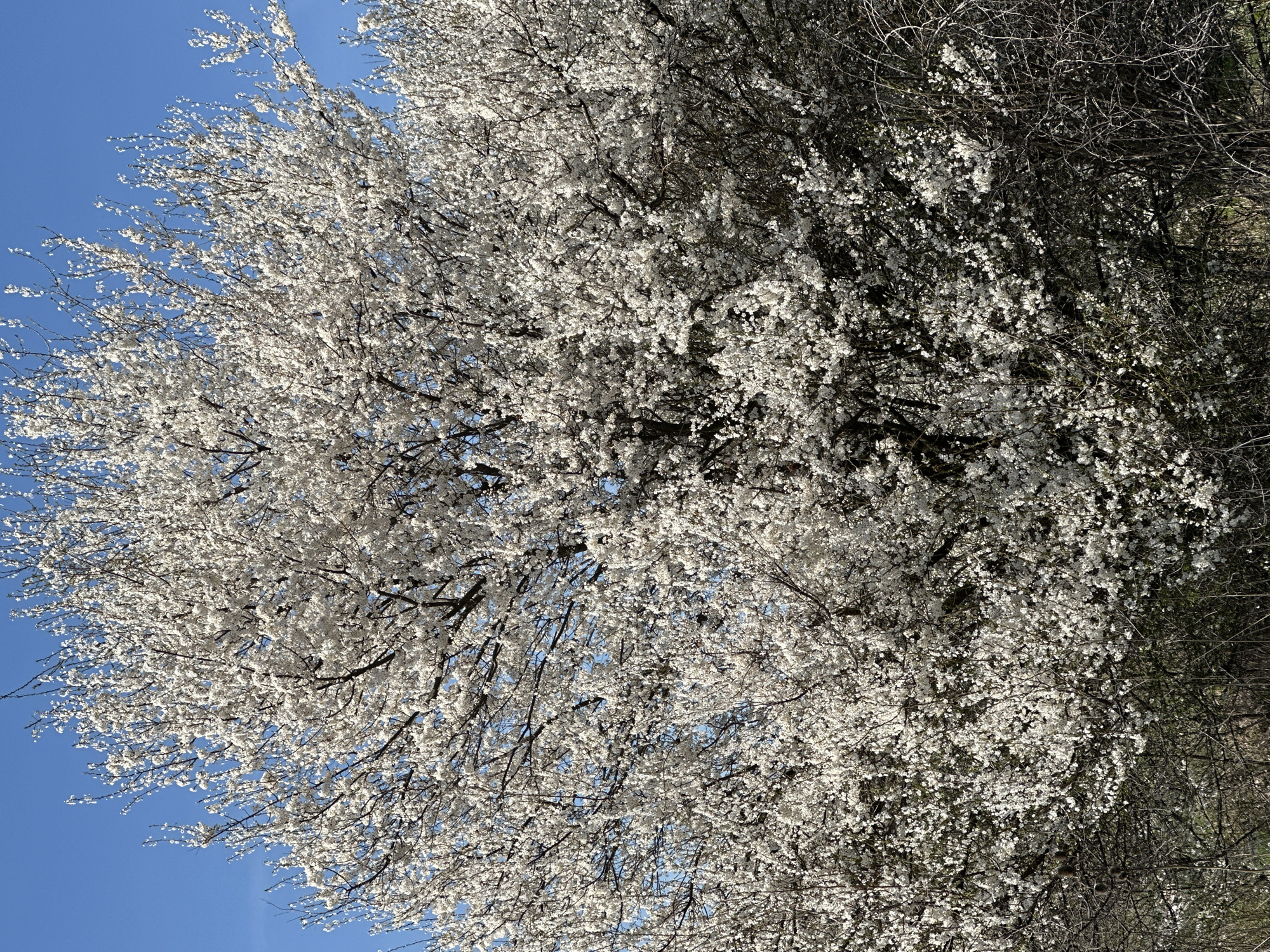 Spring morning scenes documented across Sofia, Bulgaria