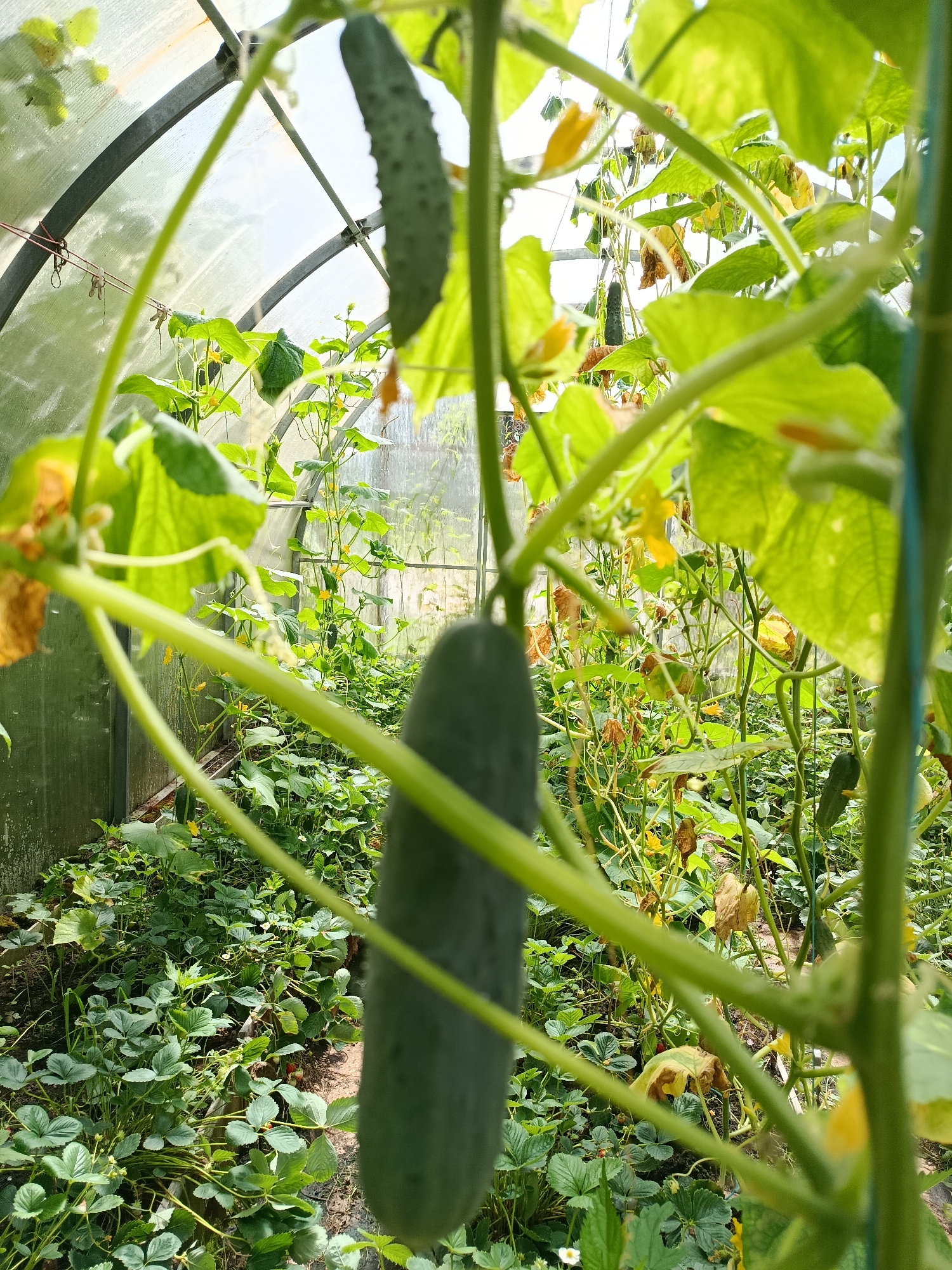 Late summer garden day at a Vereya homestead