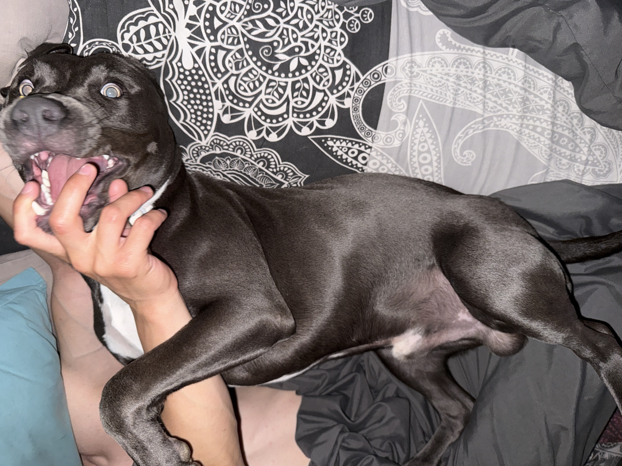 Pit bull puppy plays with owner on bed in Varna