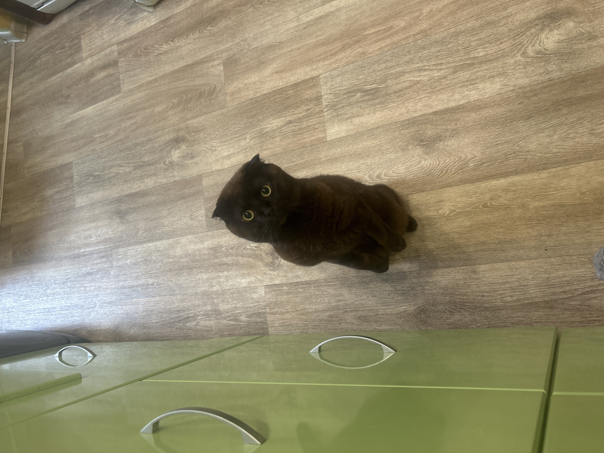 Scottish Fold cat captured in domestic moments in Bolgar