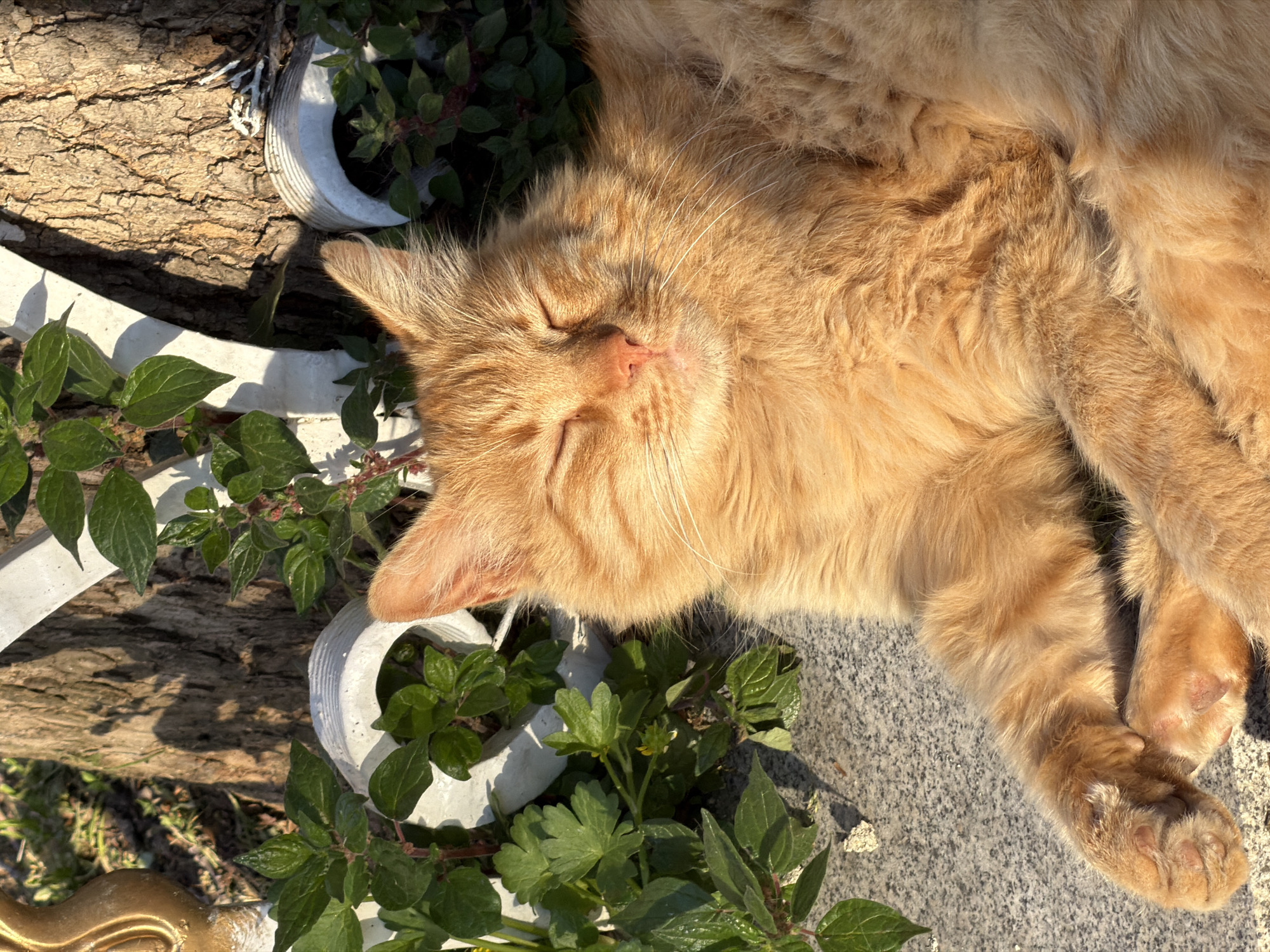 Spring afternoon stroll through Istanbul captures cats, aqueduct, portraits