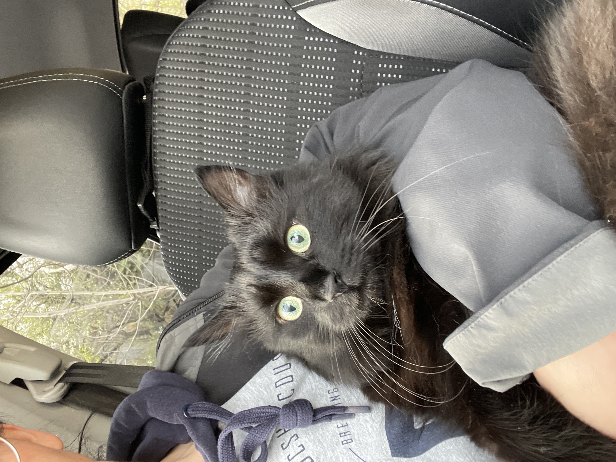 Black cat rests in passenger's lap in Sofia car
