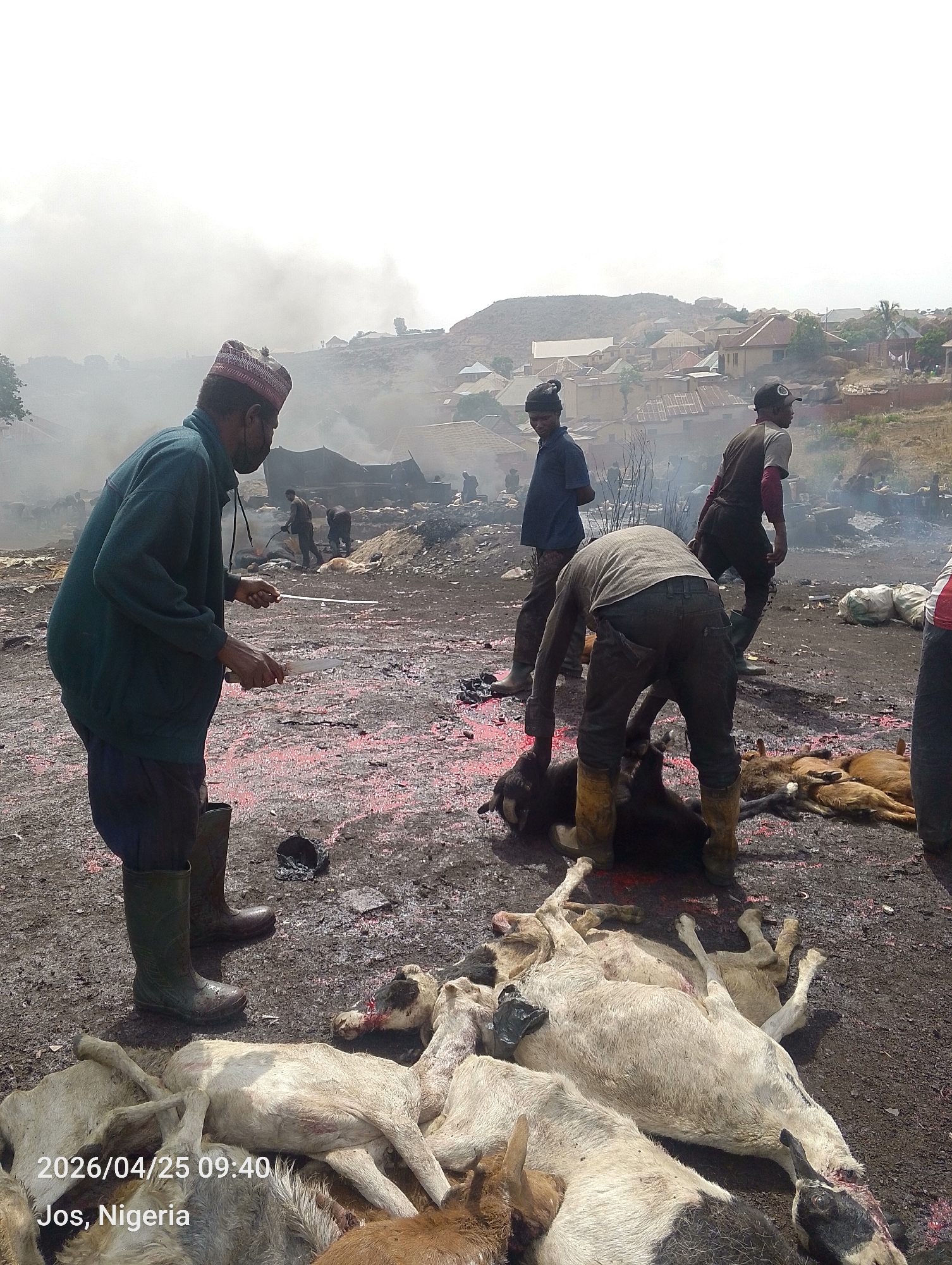 Large-scale goat butchering operation documented in Jos, Nigeria