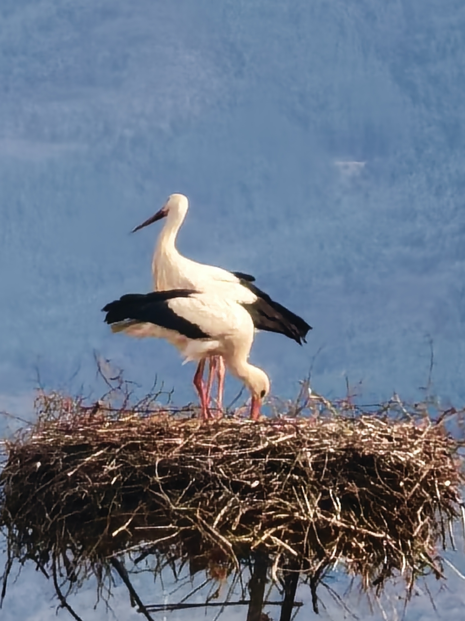 White storks observed in nest on tall structure