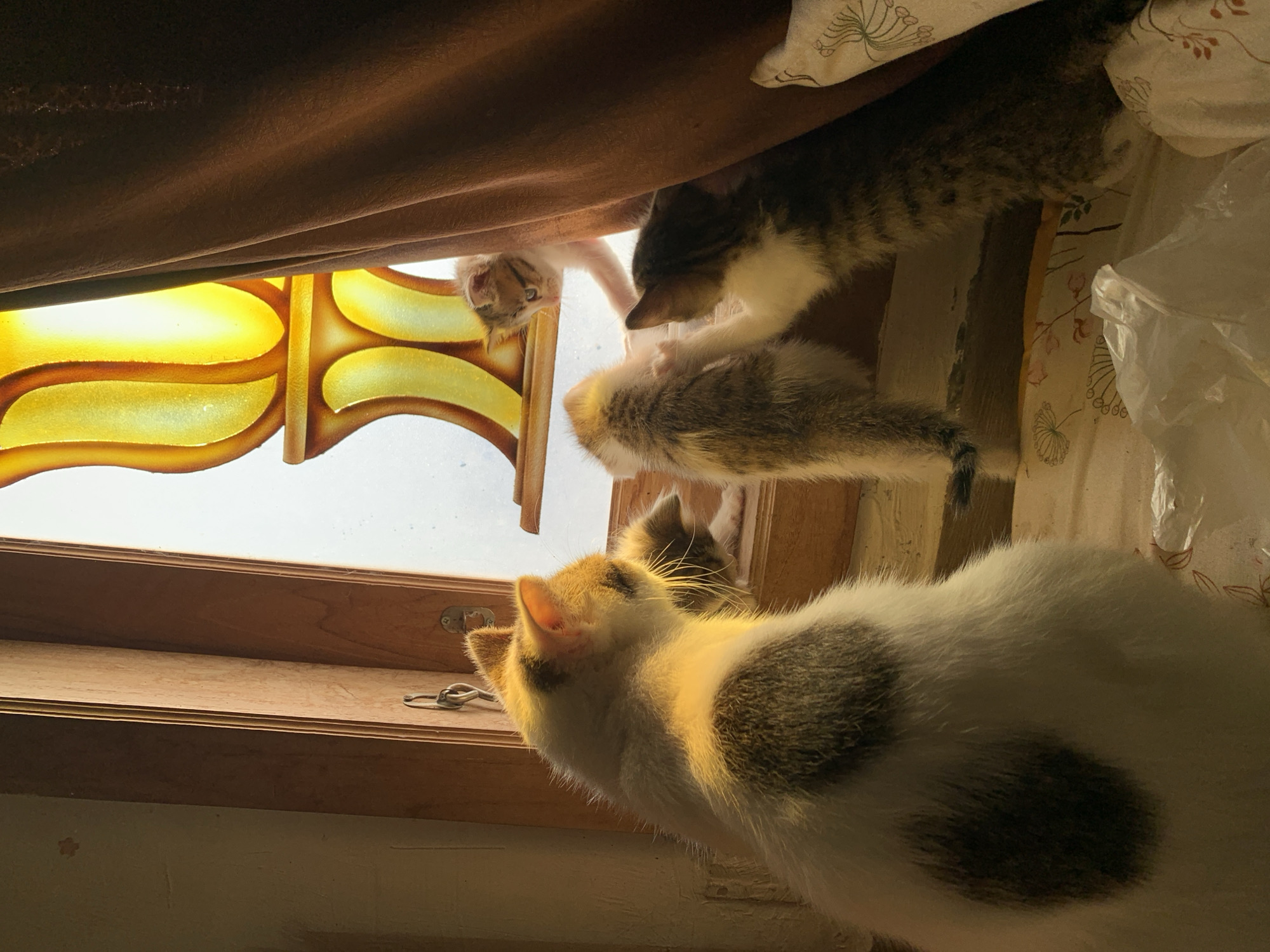Domestic cats and kittens observed in residential Tanjungsepreh setting