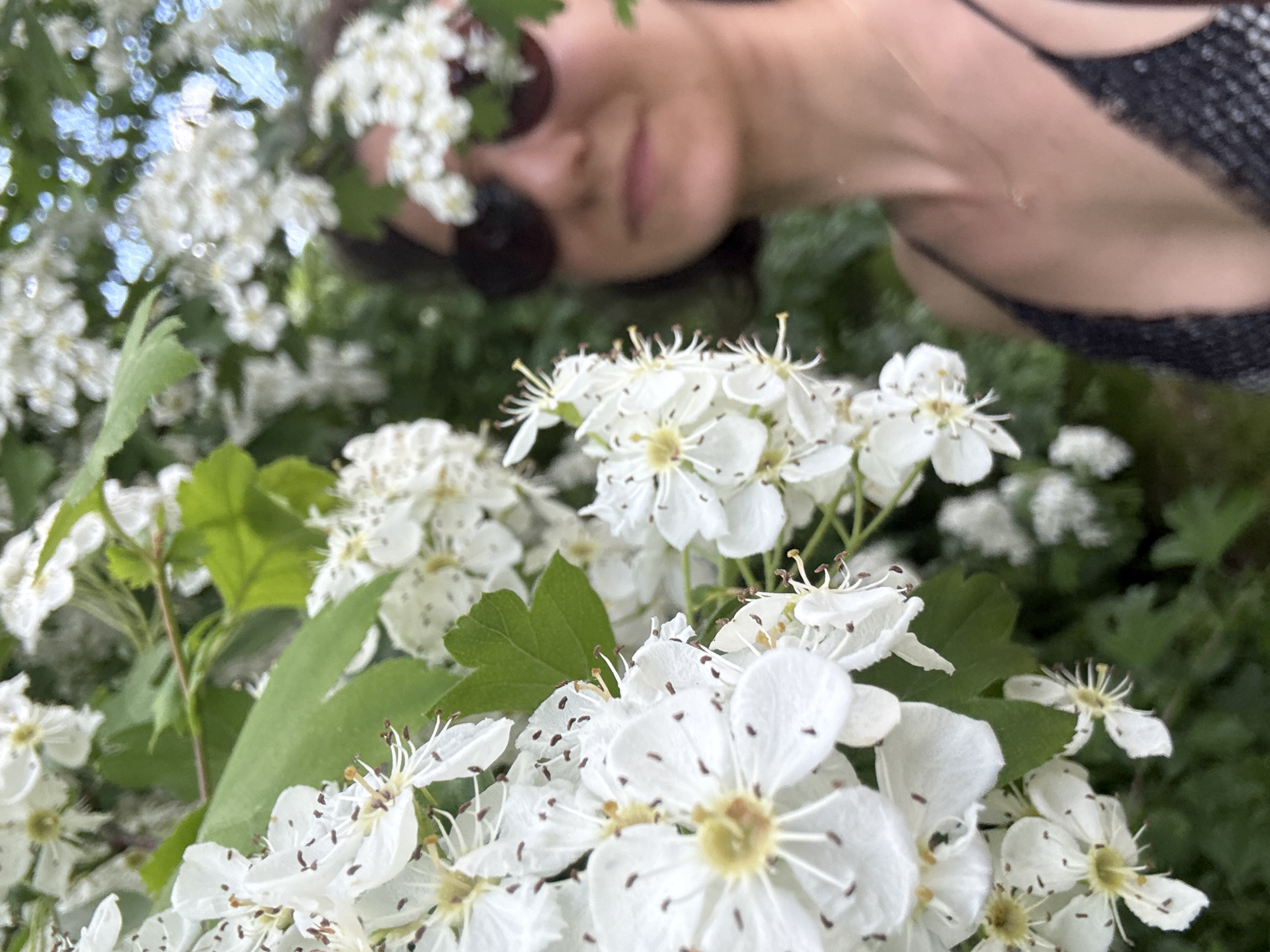 Spring blooms and aquatic vegetation observed in Saint Petersburg