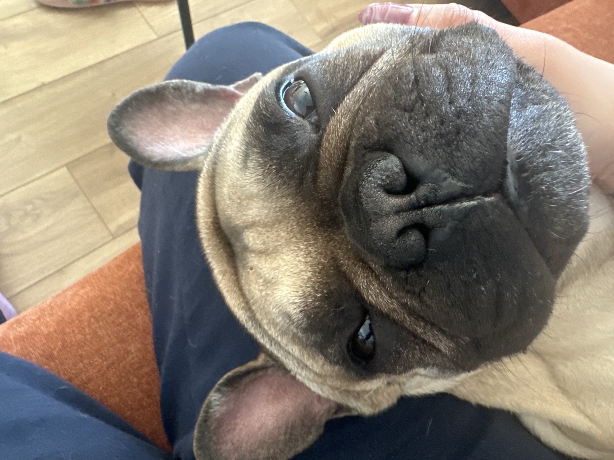 French Bulldog photographed with owner in Varna home