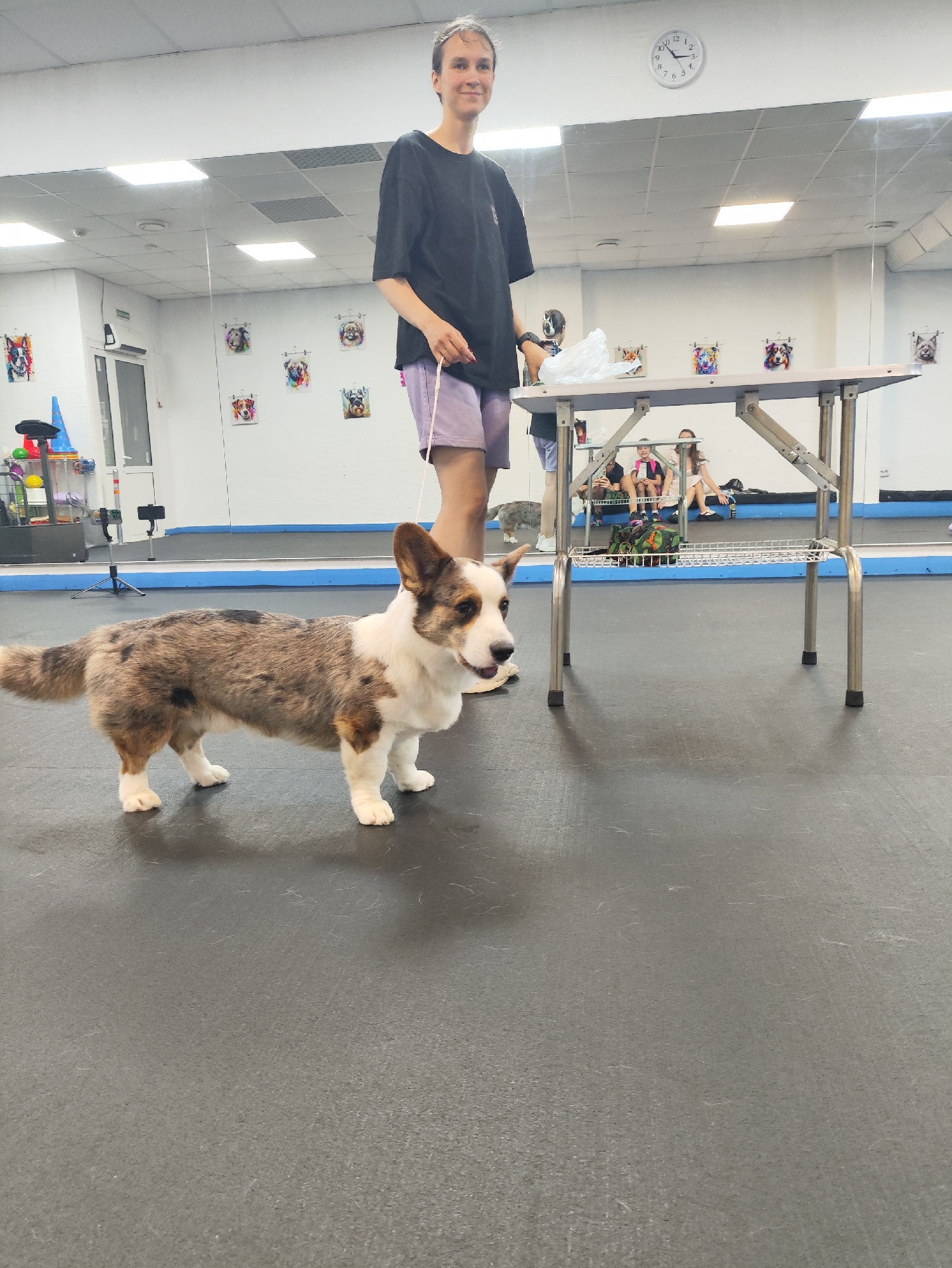 Dogs play and train inside a Krasnoyarsk agility facility