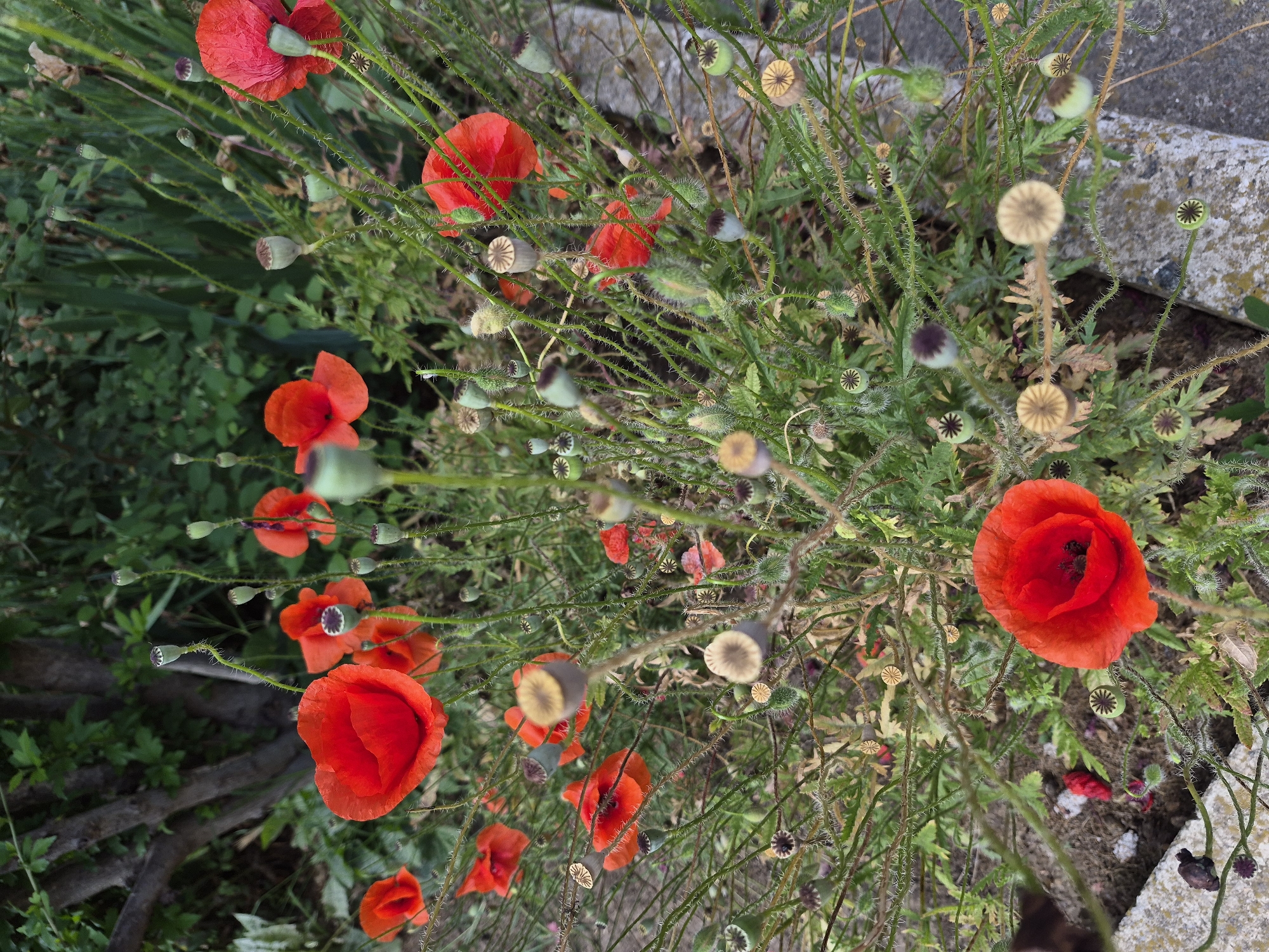 Garden blooms and local dogs during late spring afternoon