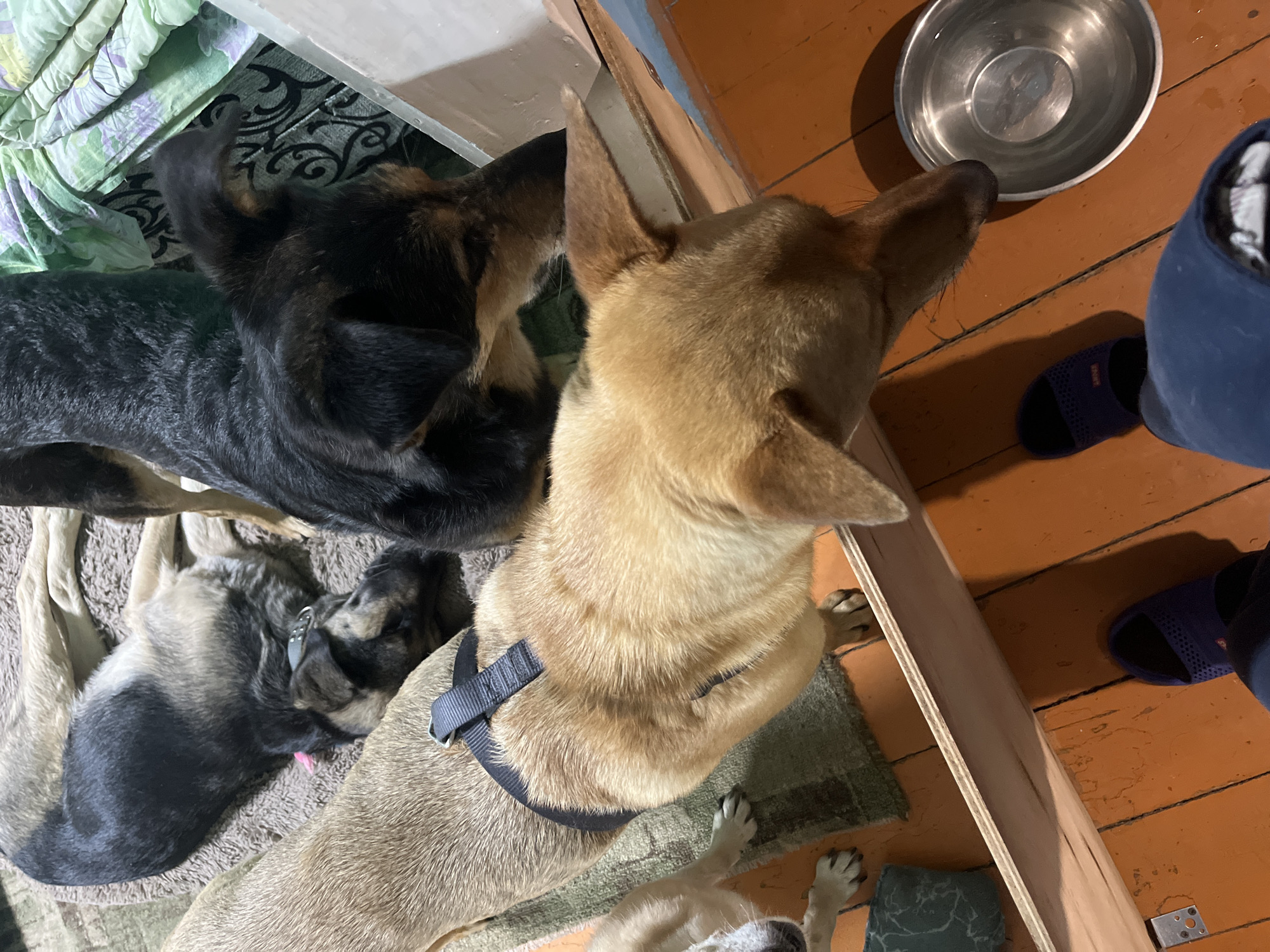 Dogs gathered indoors in Nizhny Tagil, one eating pizza
