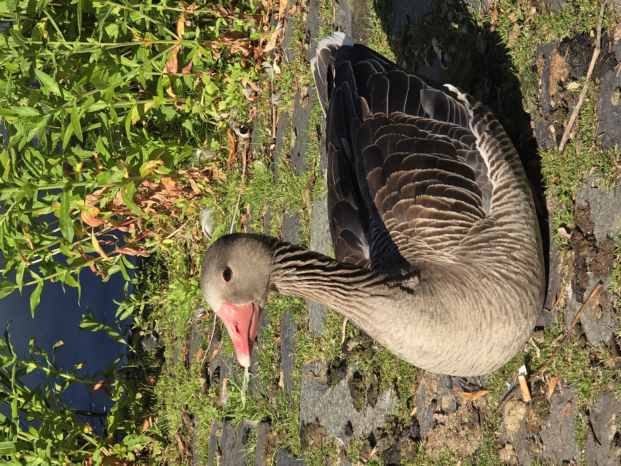 Waterfowl gathering observed: geese and heron spotted in daylight