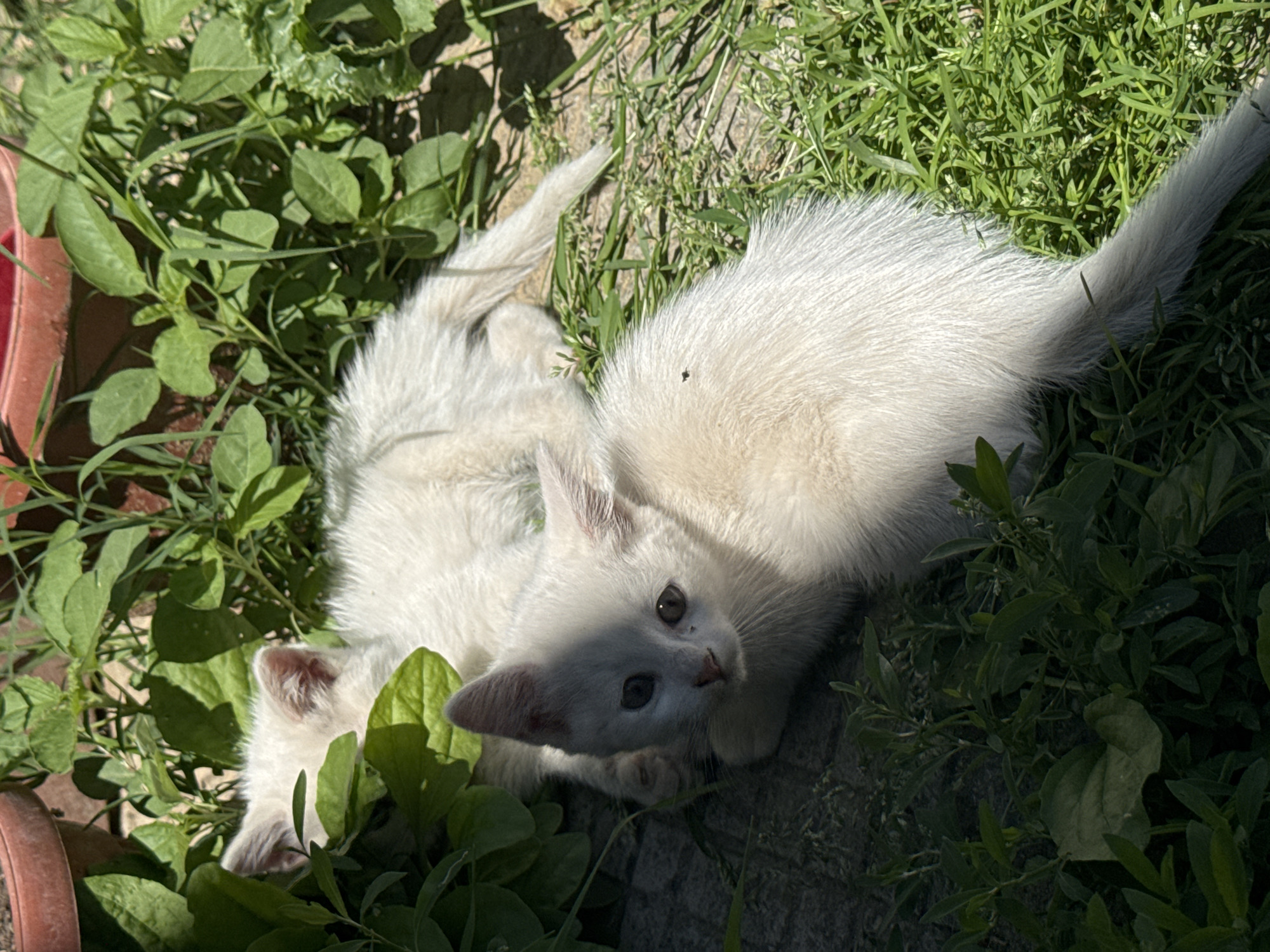 Morning snapshots from Dermantsi: kittens, drinks, dirt bikes