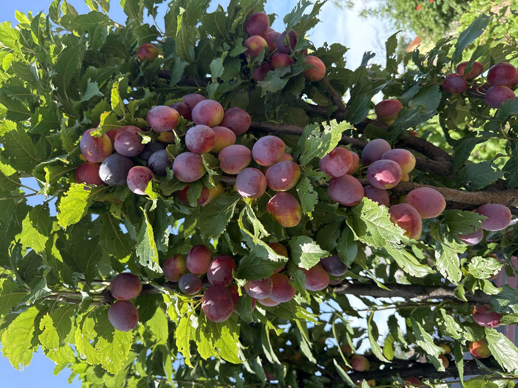 Summer fruit and garden life up close in rural Ukraine